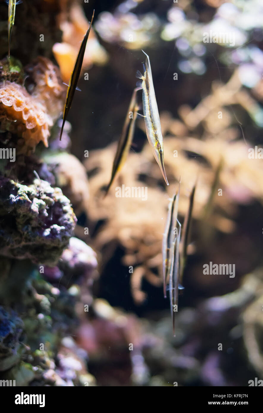 Several Shrimpfishes or razorfishes. Aeoliscus strigatus. Stock Photo
