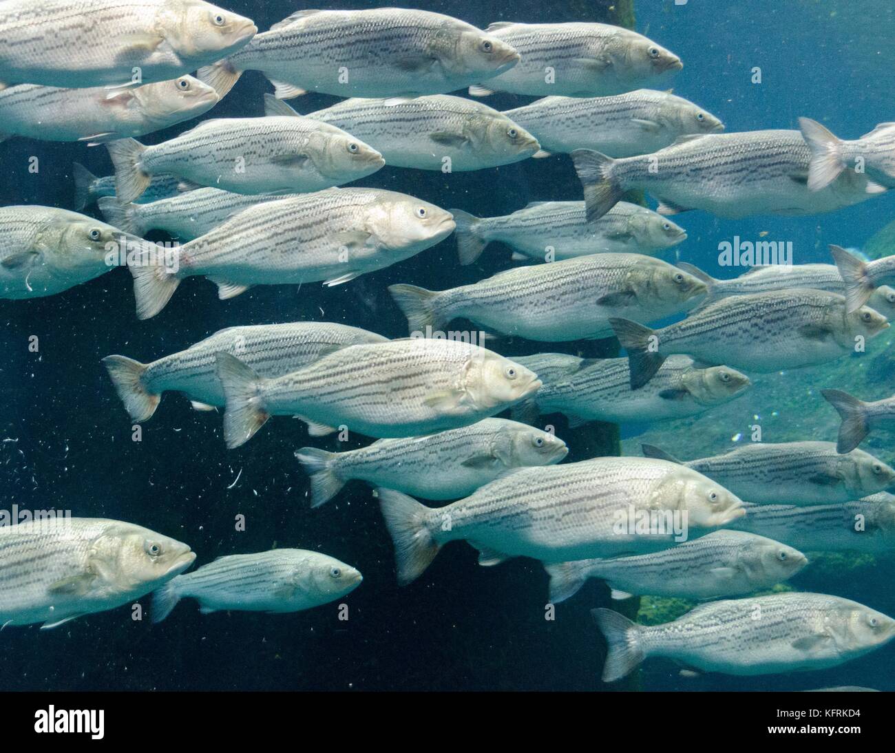 Striped Bass schooling at the Biodôme in Montreal, Quebec. Stock Photo