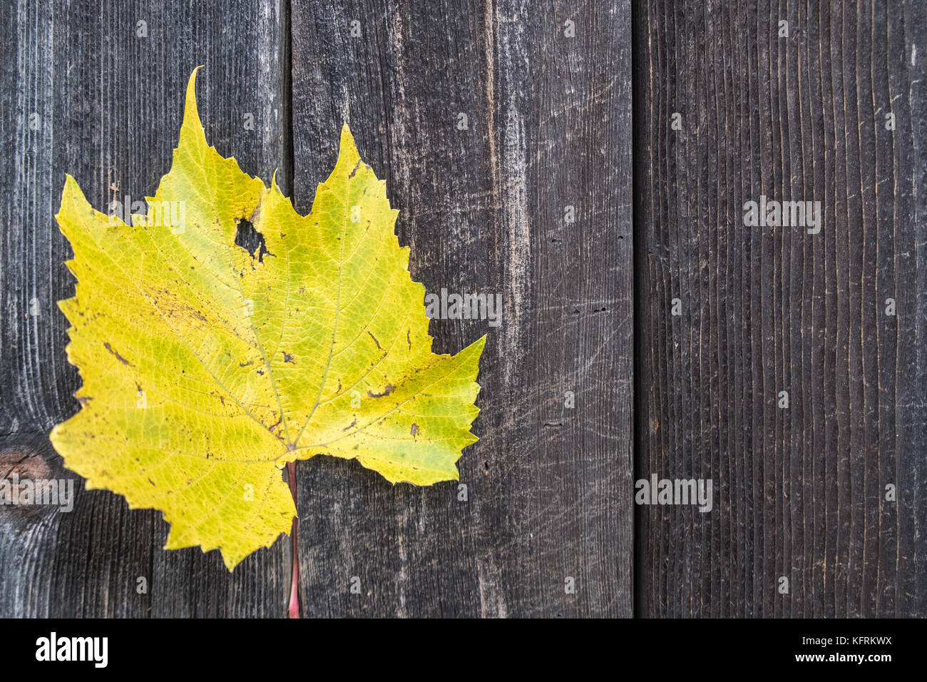 Weathered timber planks with autumn grape vine leaves background Stock Photo