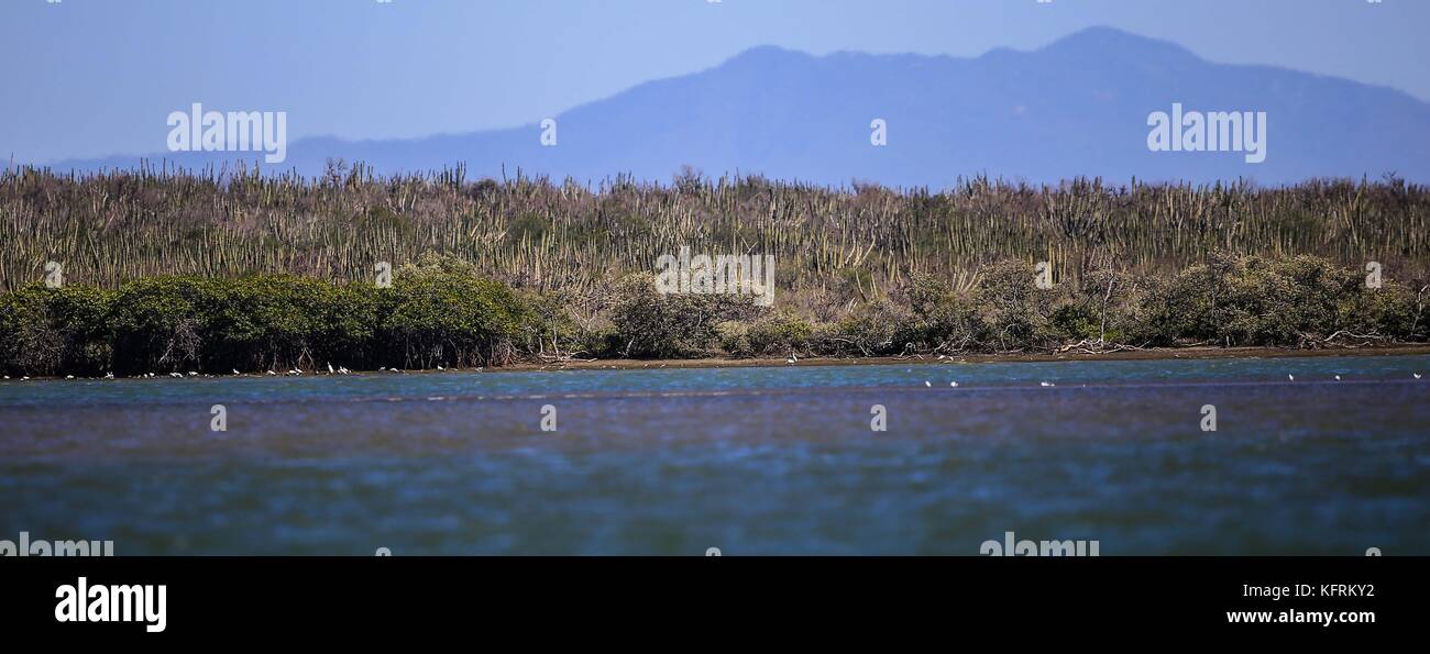 cactus, pitahaya and thorny maquis forest in the desert of Navopatia, Sonora, Mexico. Stock Photo