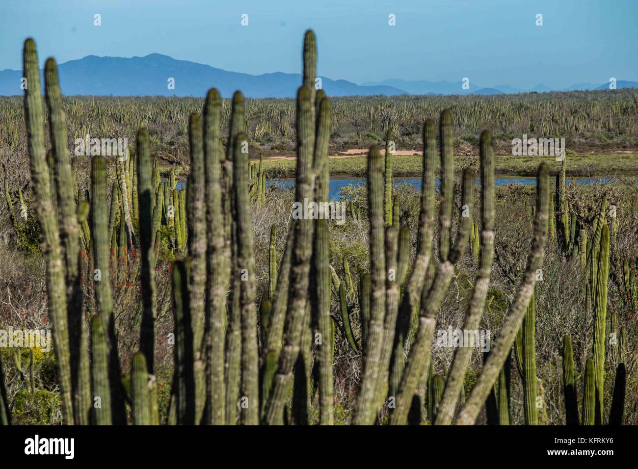 cactus, pitahaya and thorny maquis forest in the desert of Navopatia, Sonora, Mexico. Stock Photo