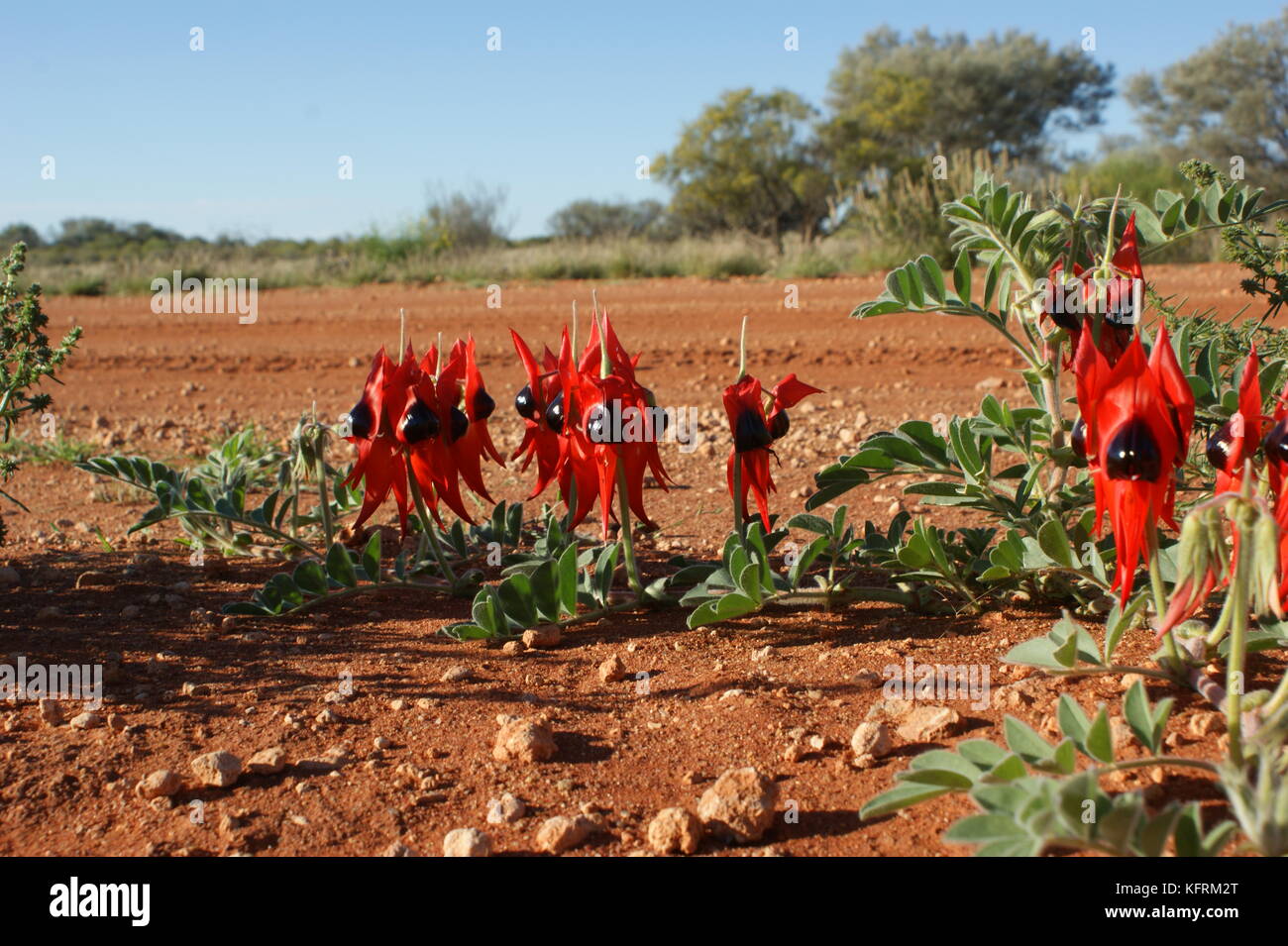 Simpson desert wild flower Stock Photo Alamy