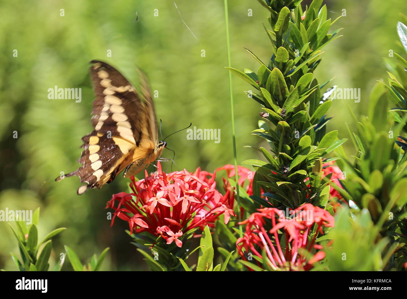 Thoas Swallowtail (Papilio Thoas) aka King’s Swallowtail, Restaurante