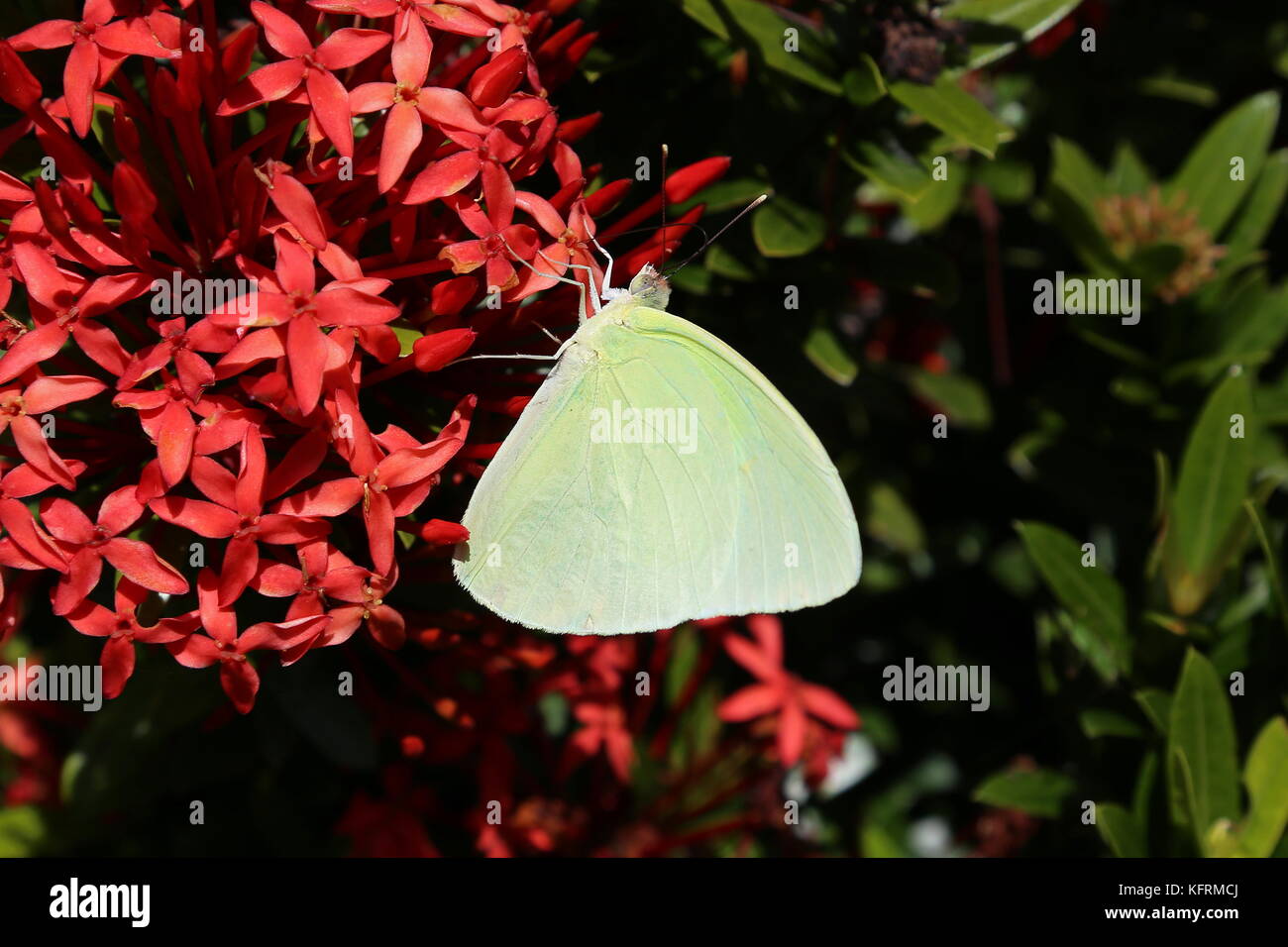 Aphrissa statira hires stock photography and images Alamy