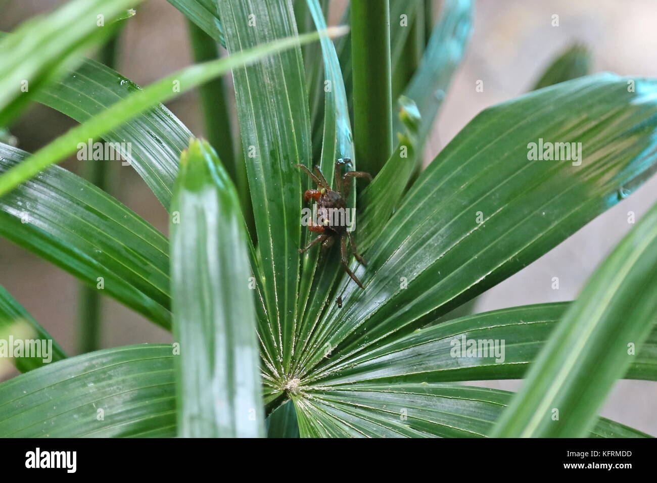 Tiny Marsh Crab (family Sesarmidae) climbing palm tree, Puerto Viejo de Talamanca, Limón province, Caribbean Sea, Costa Rica, Central America Stock Photo