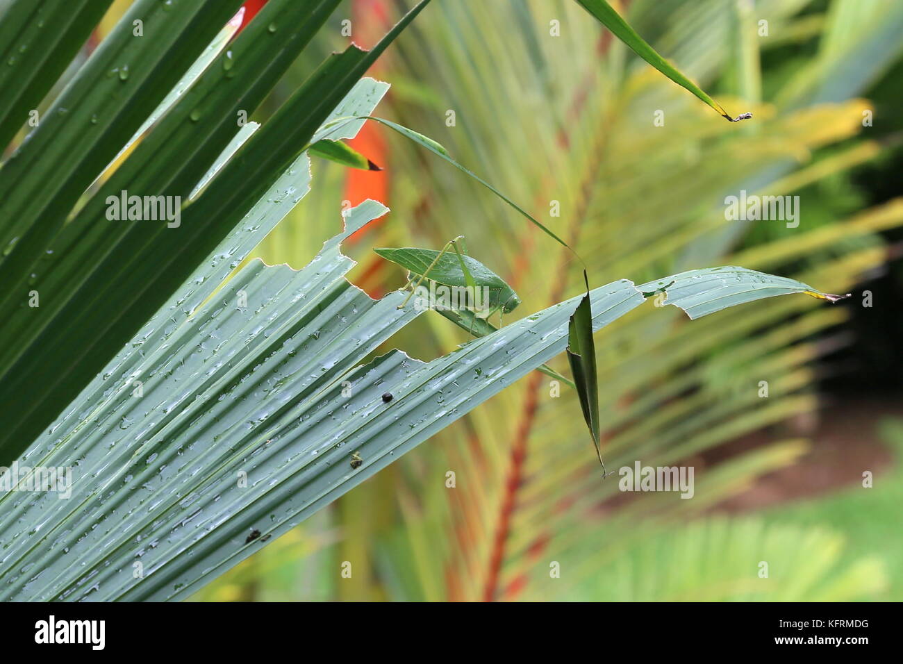 Leaf-mimic Katydid, Puerto Viejo de Talamanca, Limón province, Caribbean Sea, Costa Rica, Central America Stock Photo