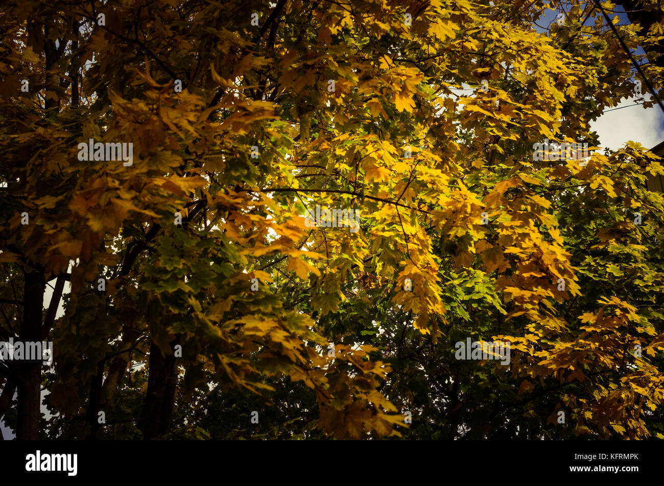 beautiful autumn yellow leaves on a large tree Stock Photo - Alamy