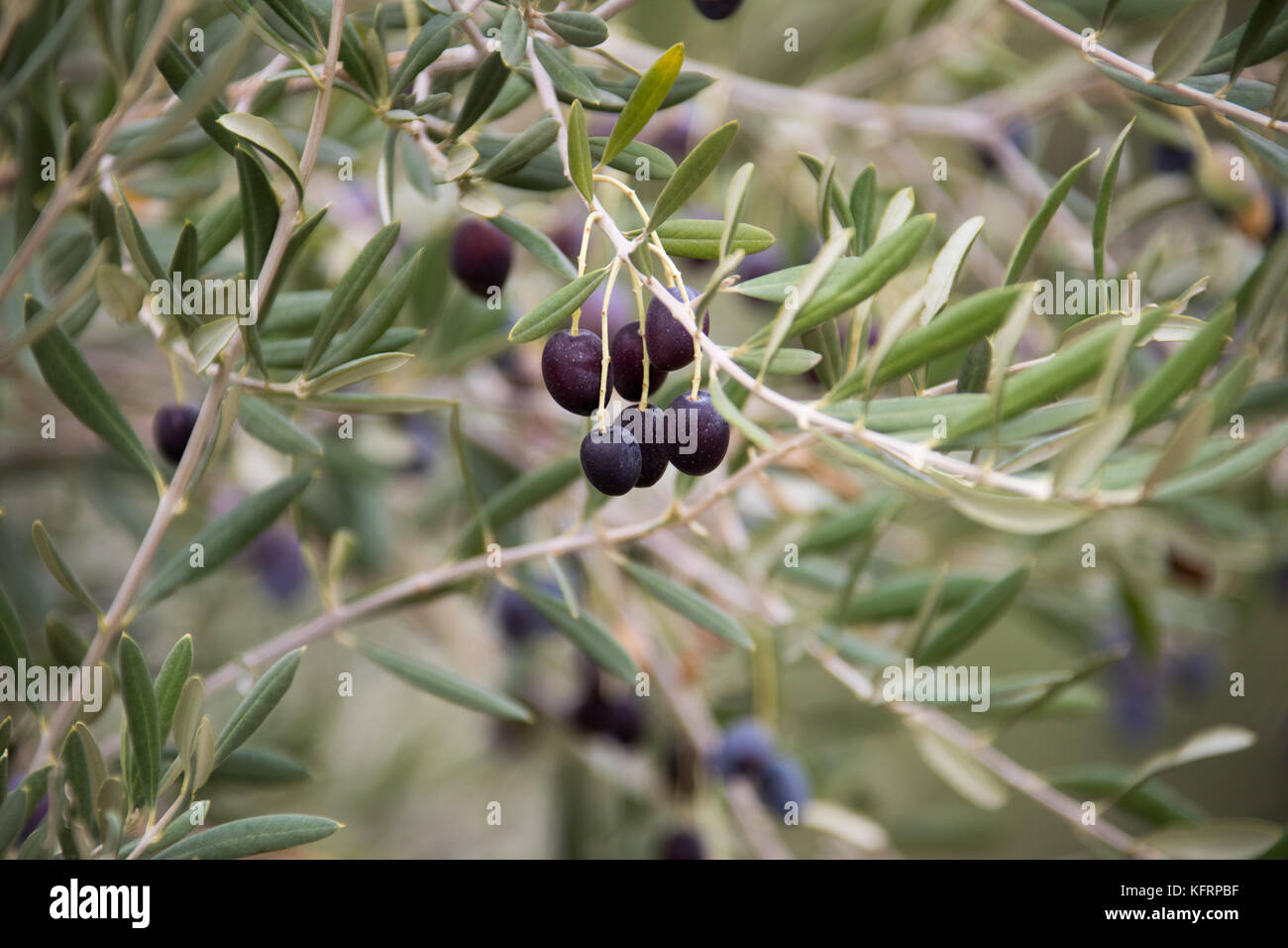 Olives in an olive tree in Elvas, Alentejo, Portugal Stock Photo Alamy