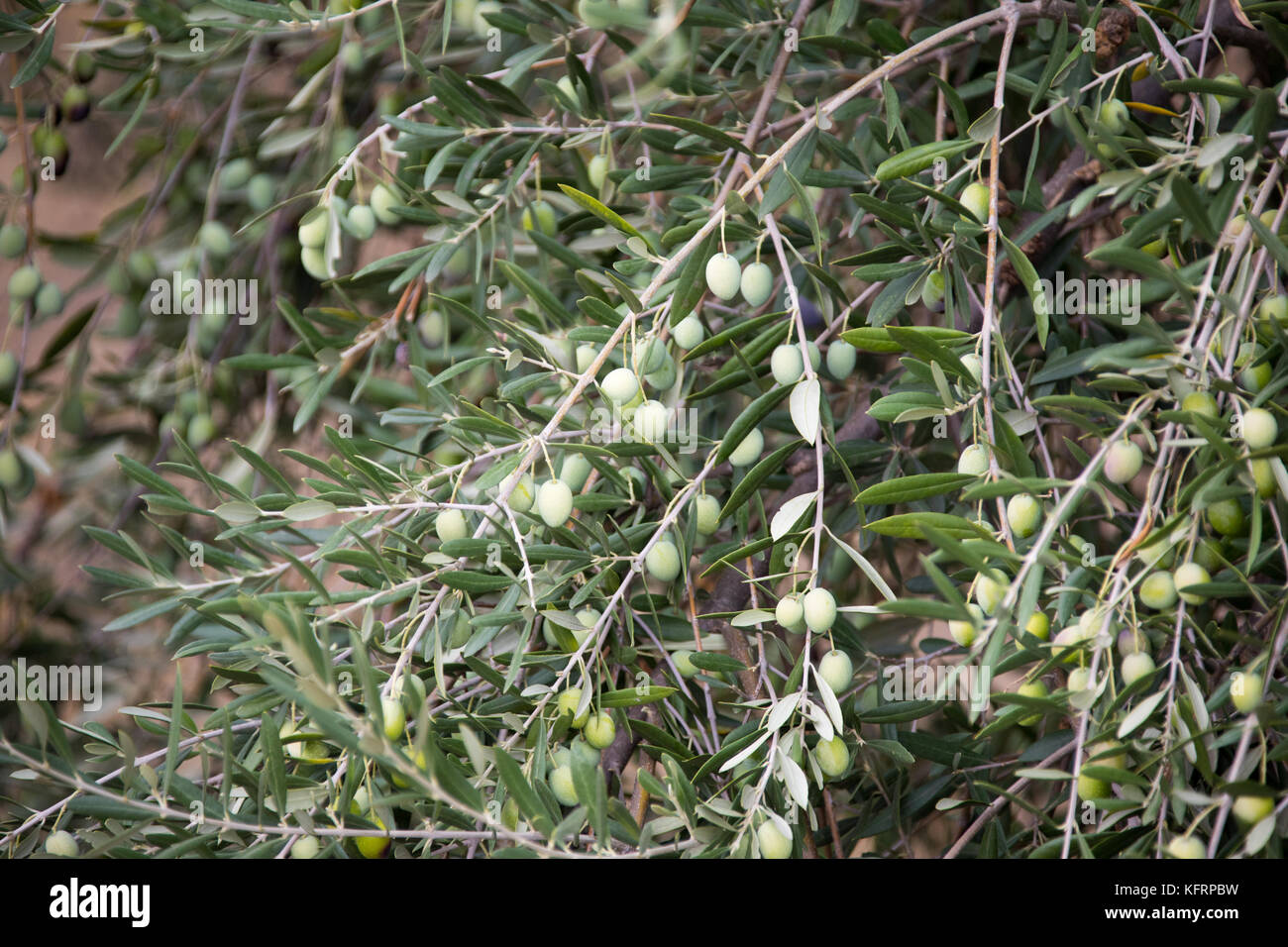 Olives in an olive tree in Elvas, Alentejo, Portugal Stock Photo Alamy
