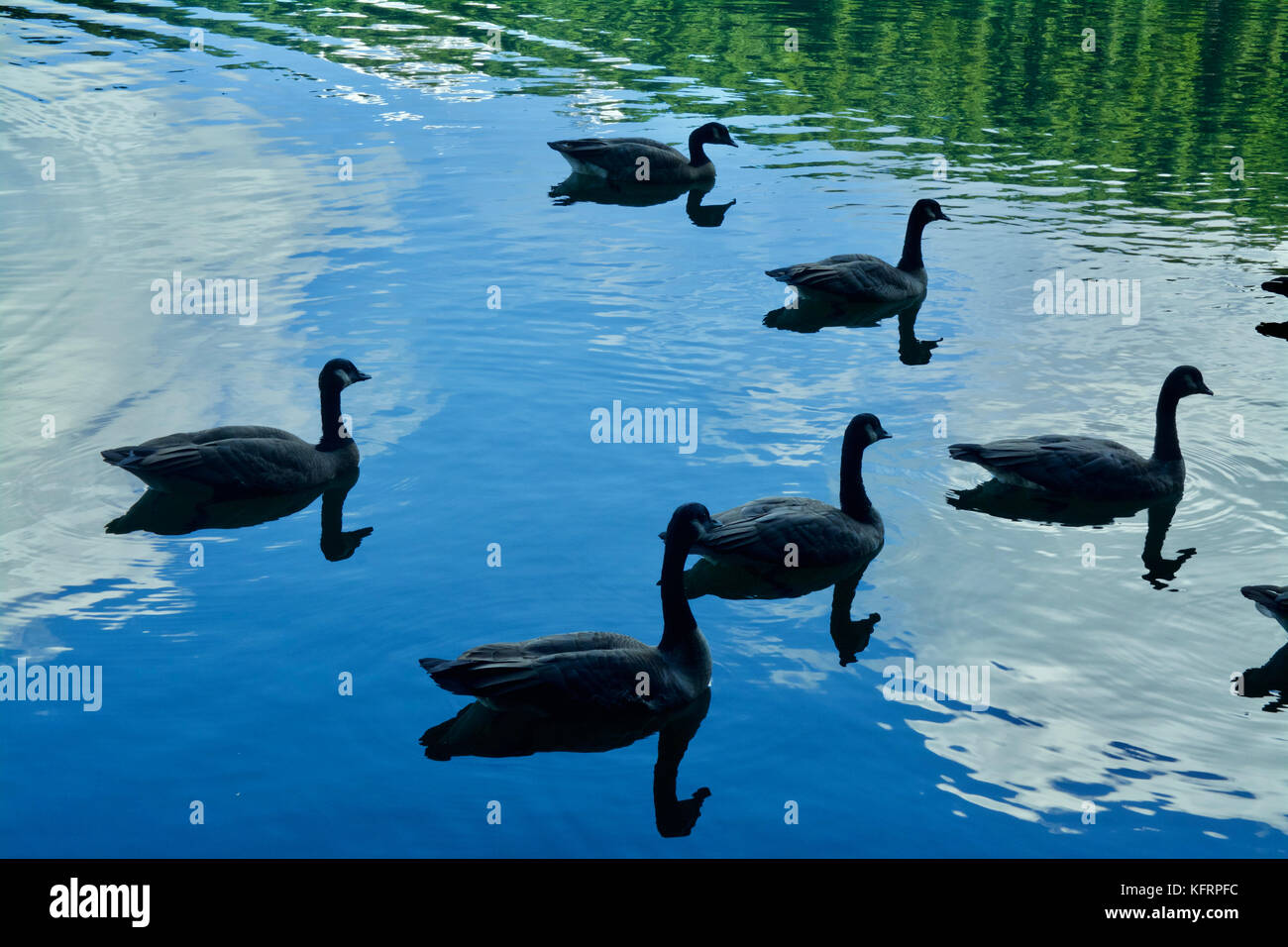 Silhouette of Canadian Geese in BC Lake with Green Forest and Blue Sky Reflection Stock Photo