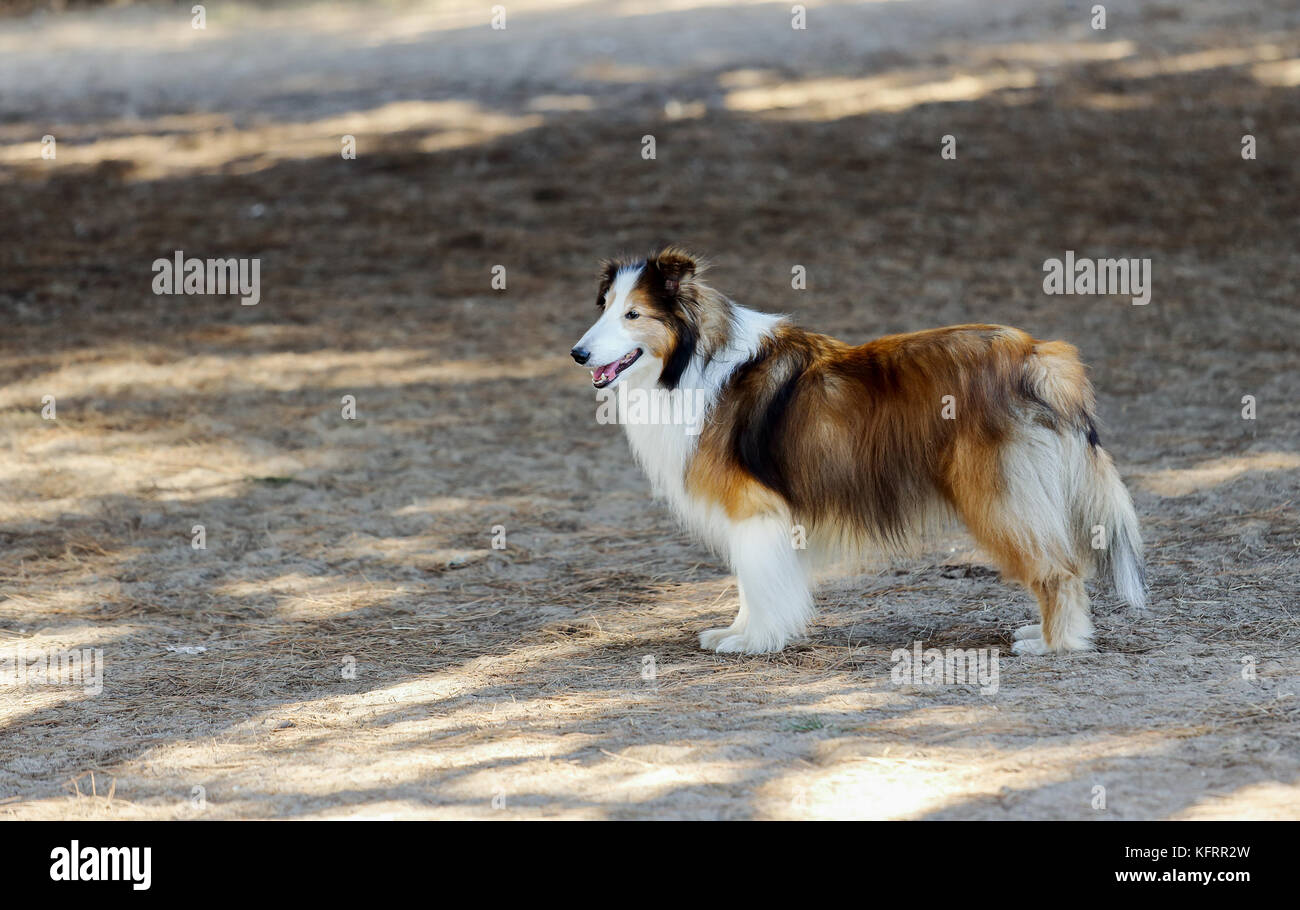 Shetland Sheepdog hangs out at a dog park Stock Photo