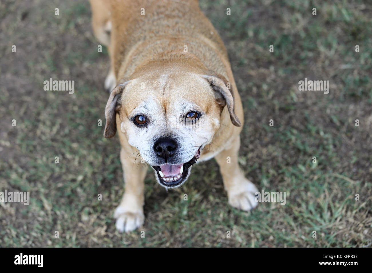 Puggle, Mixed breed of Pug and Beagle, looking up with a joyful expression at a dog park Stock Photo