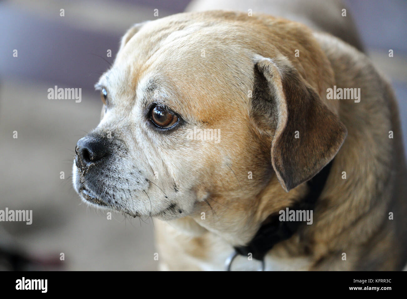 Puggle, Mixed breed of Pug and Beagle,staring at something at a dog park Stock Photo