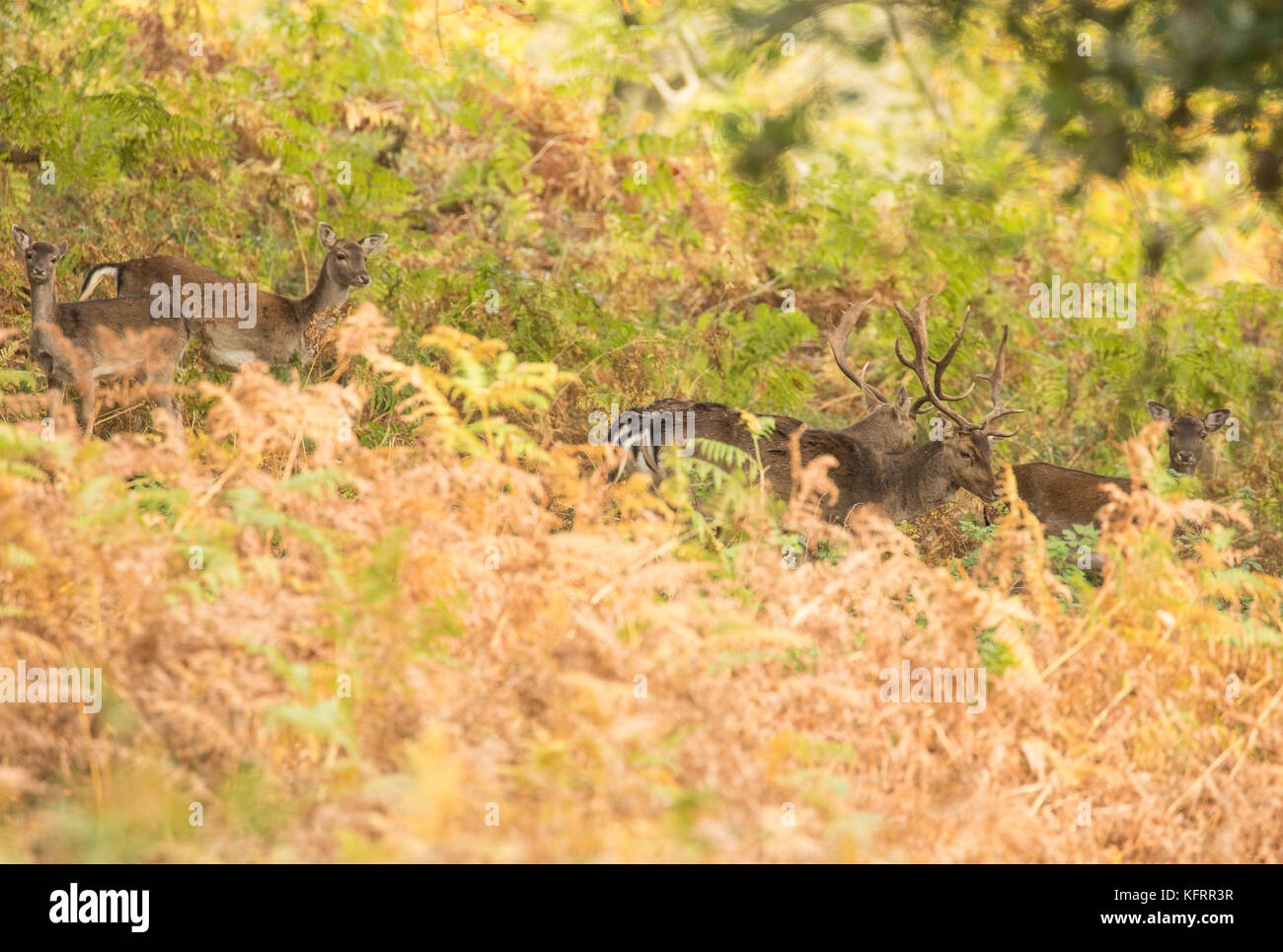 Group of fallow deer moving through autumnal woodland in Wales, UK. Stock Photo
