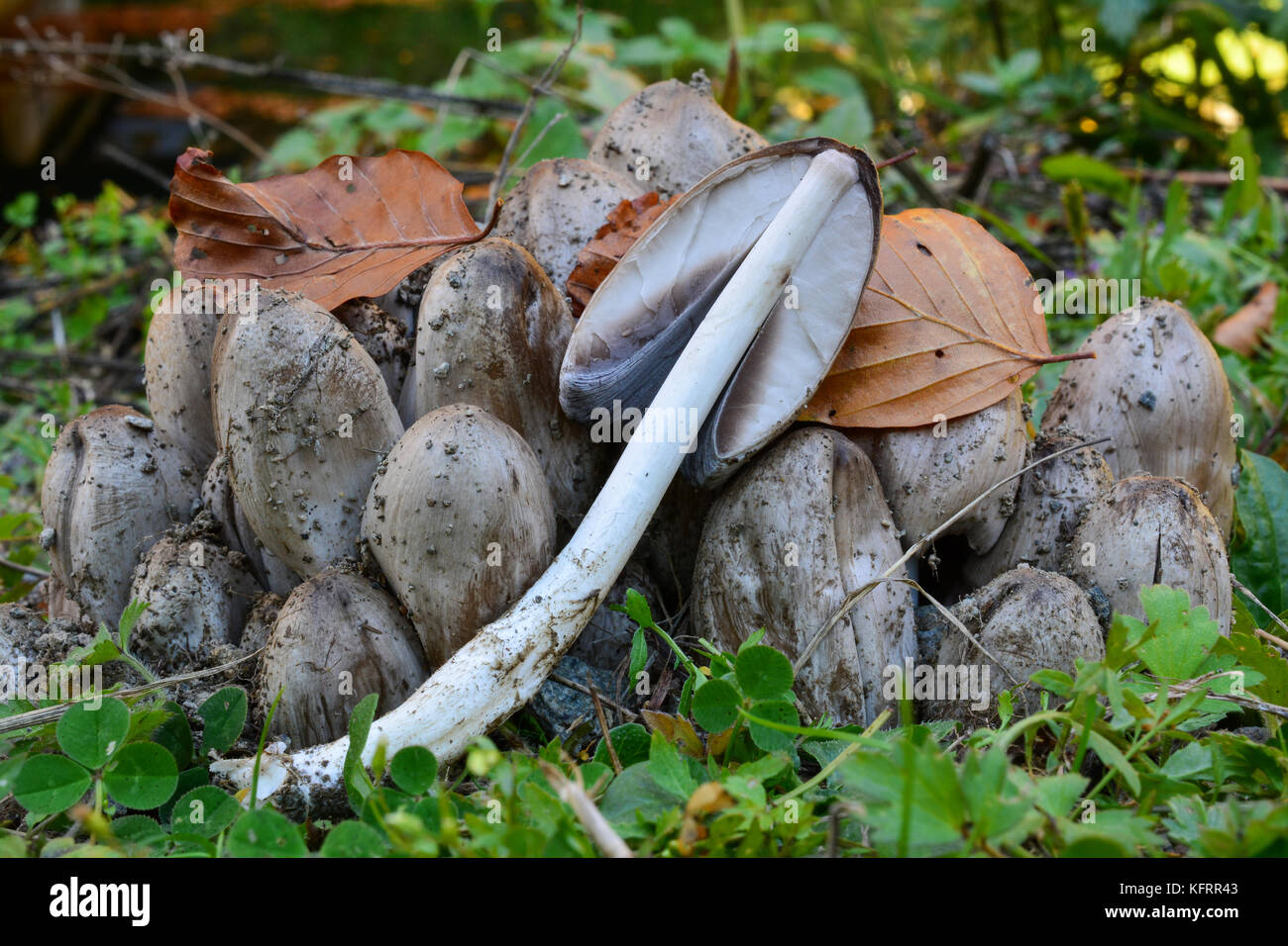 Clump of Coprinus atramentarius or Common Inkcap, or Tippler's bane mushrooms  in natural habitat, delicious edible mushroom, but conditionally toxic  Stock Photo
