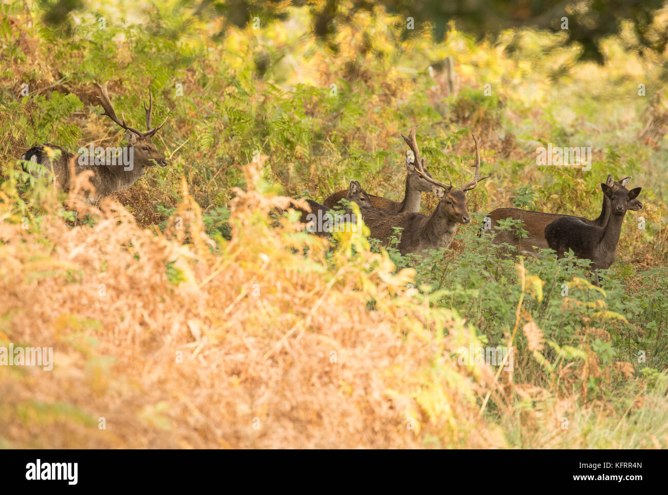 Deer wales hires stock photography and images Alamy