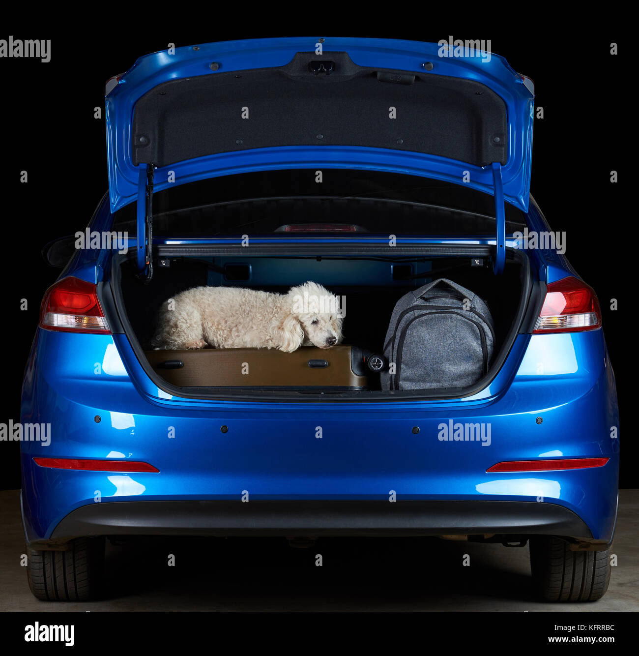 Poodle dog travel in car trunk with luggage. Going to vacation with pet