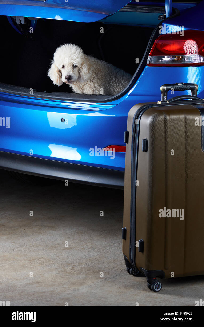 White poodle dog sitting in car trunk. Travel trip with family pet Stock Photo