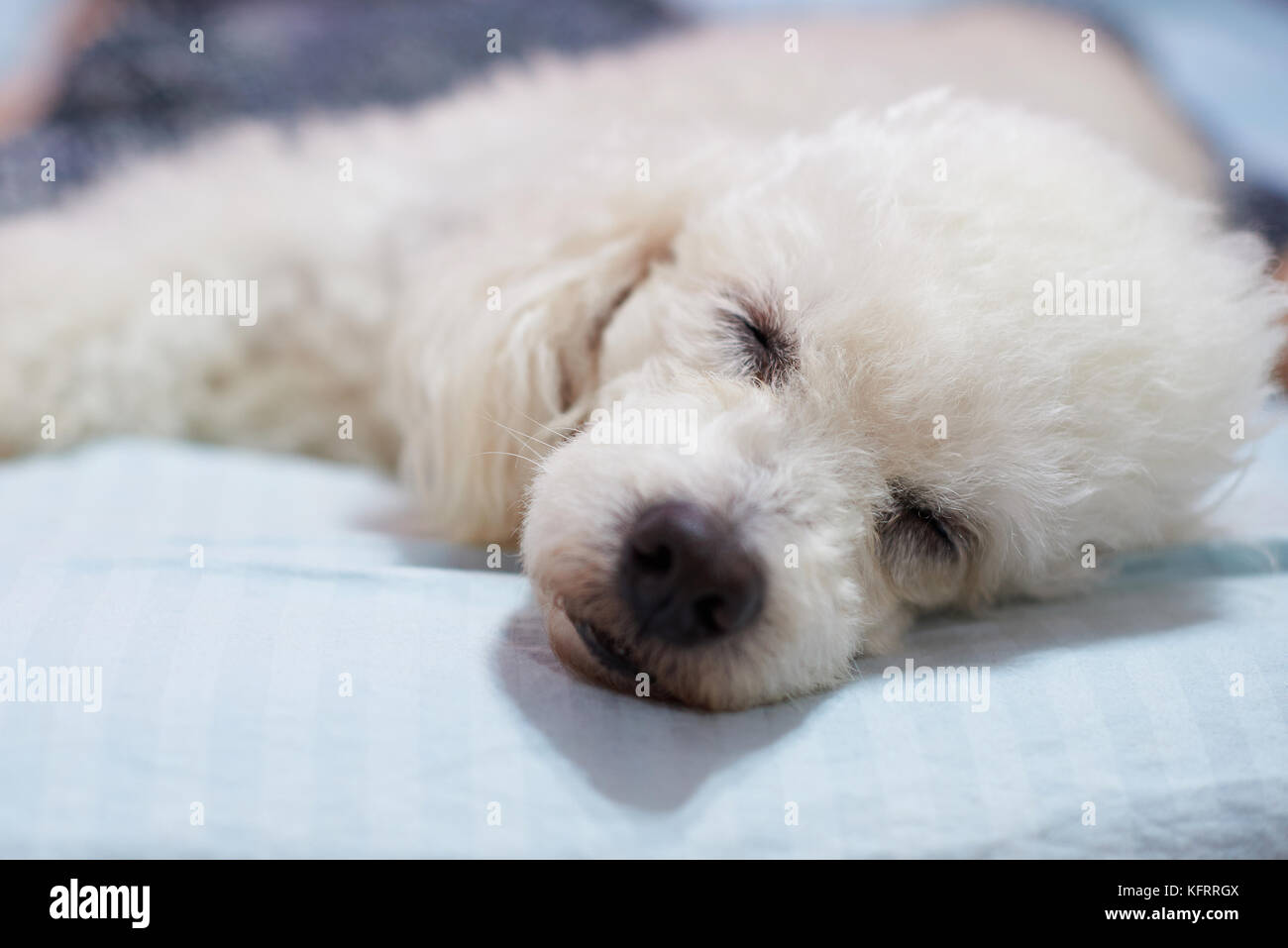 Head of sleeping dog on bed closeup. White poodle dog sleep on couch Stock Photo Alamy