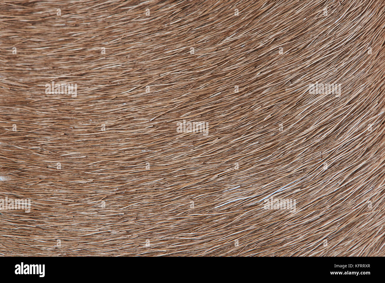 Brown lama fur background close-up. Animal brown hair texture Stock Photo