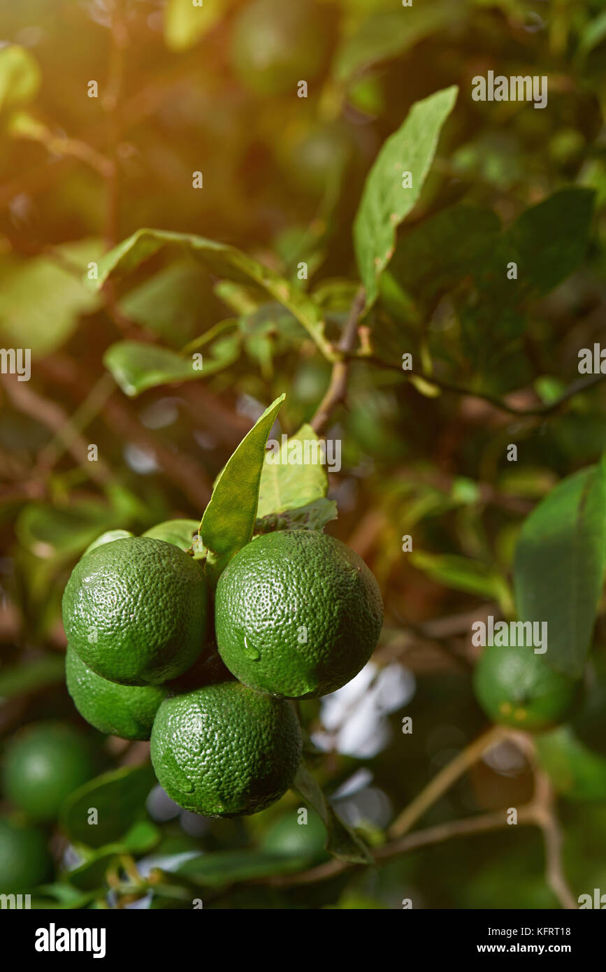 Close-up of fresh limes growing on tree Stock Photo - Alamy