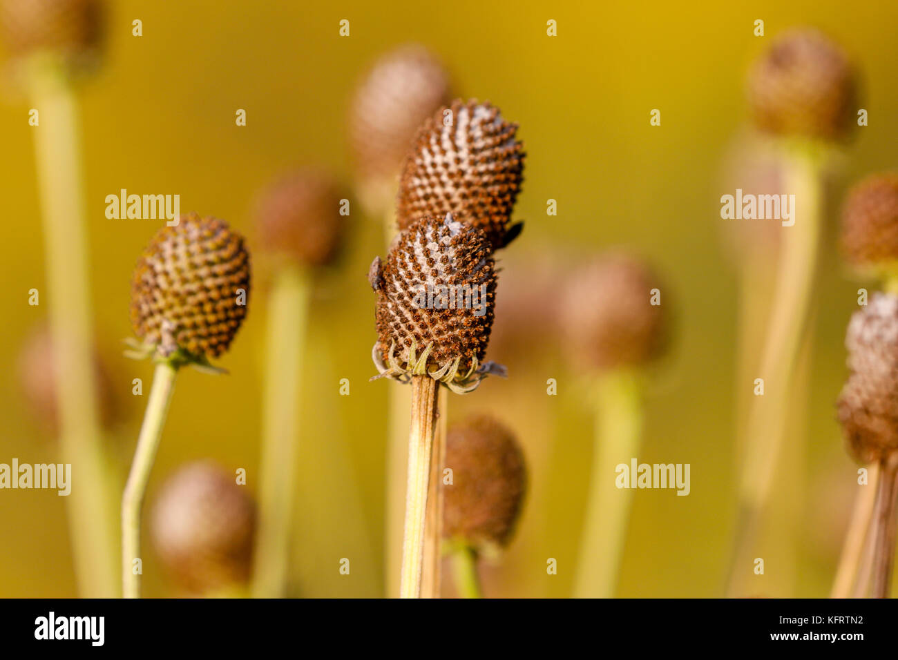 Coneflower seeds hires stock photography and images Alamy