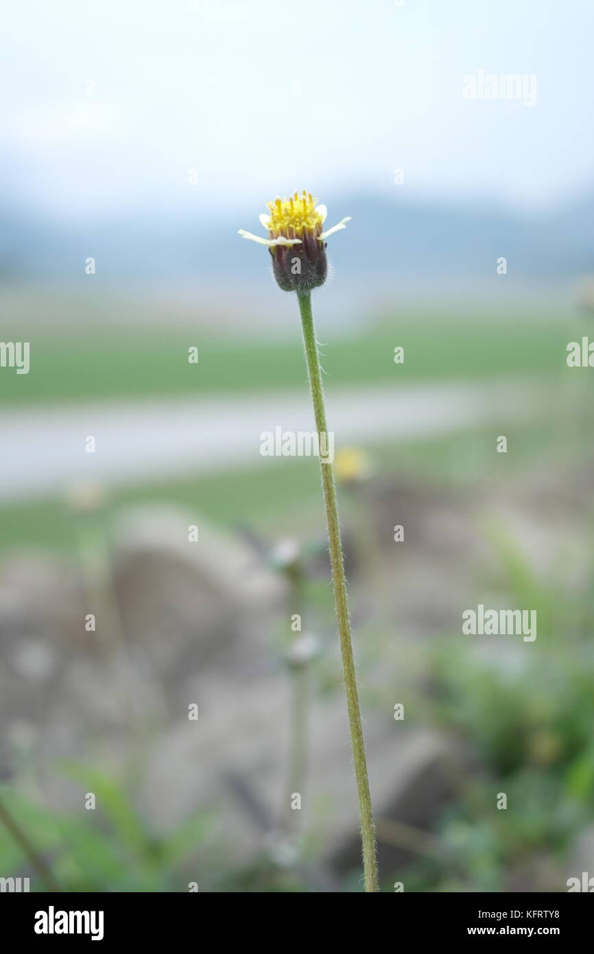 a solitary flower Stock Photo Alamy