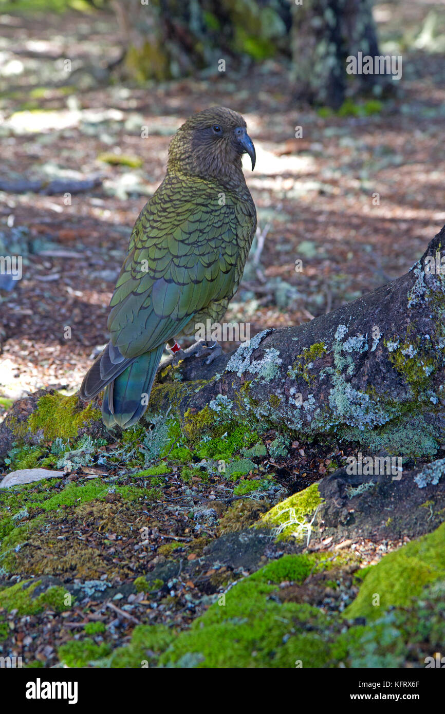 A kea, the worl's only alpine parrot Stock Photo