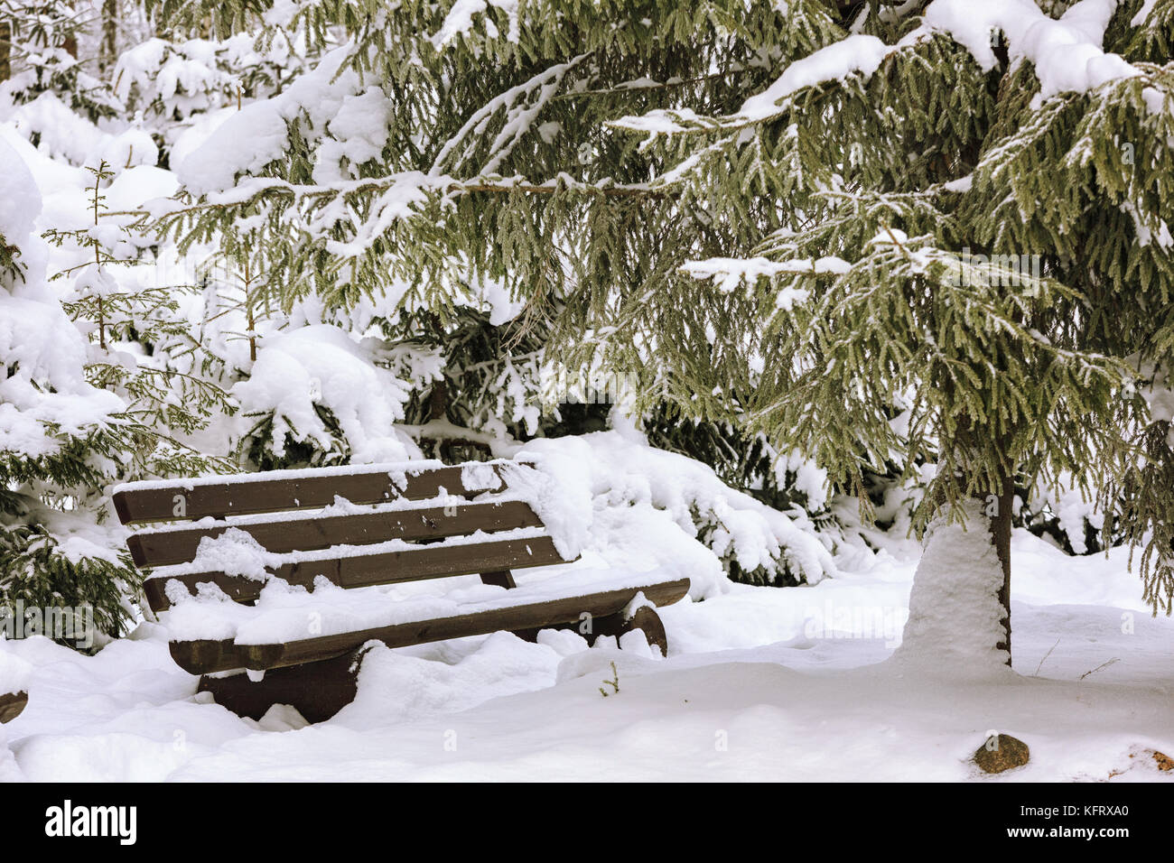 Snow-covered bench in the shade of a Christmas tree in winter. Stock Photo