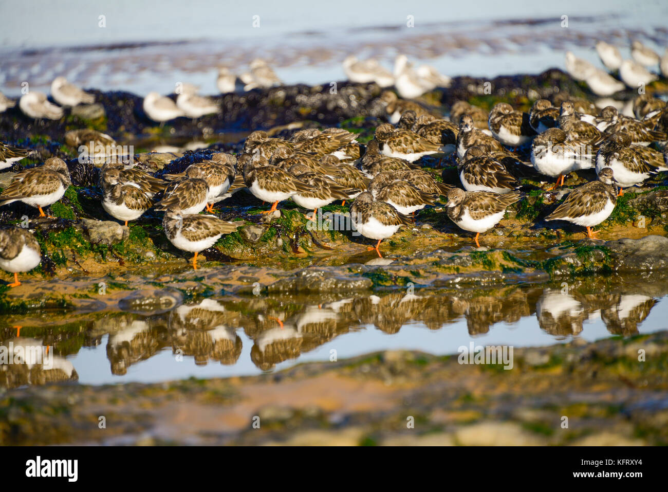 Turnstones roosting on Redcar Scars Stock Photo
