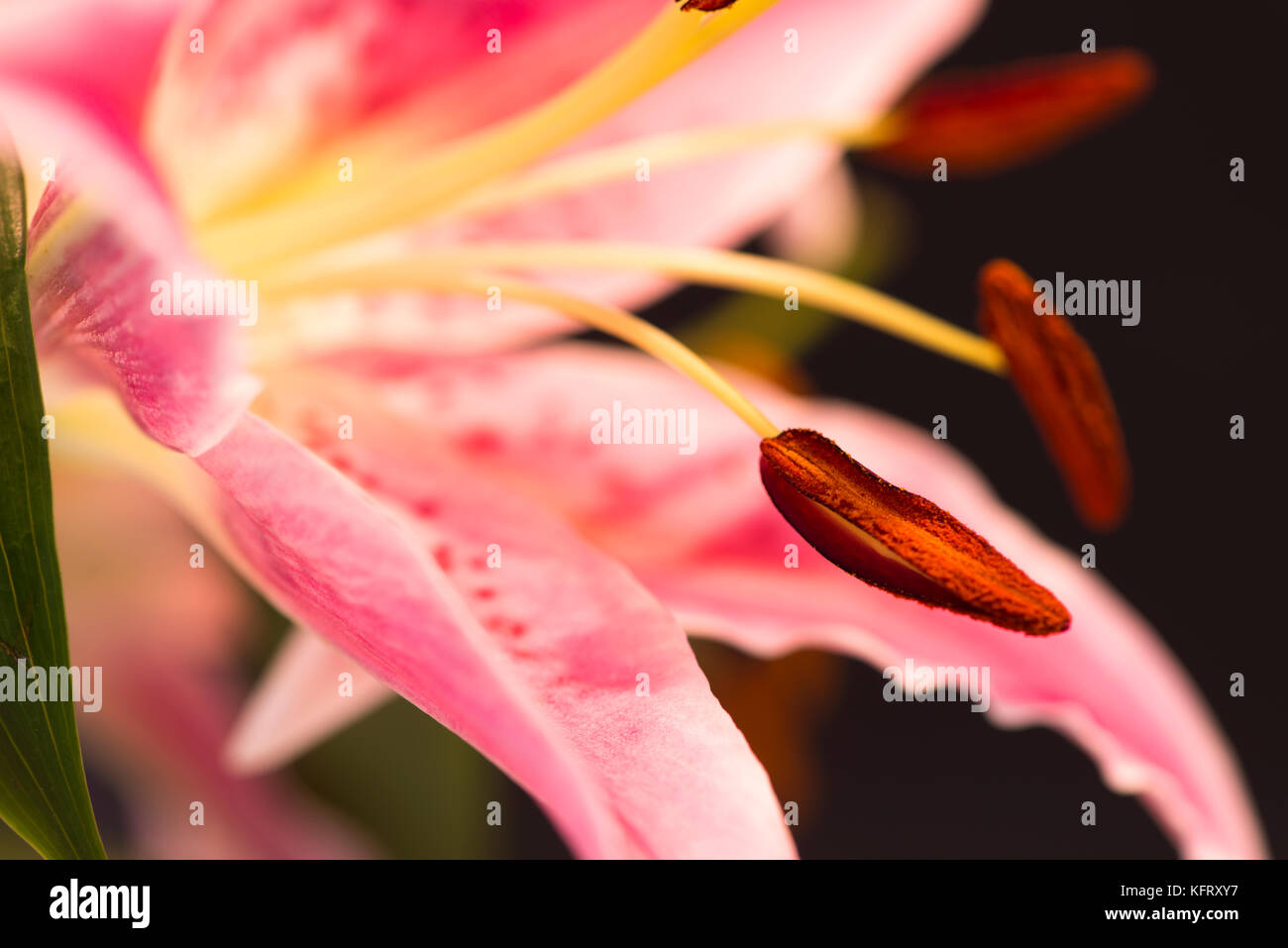 Lilly, flower, pink, stamen, macro, blur, Stock Photo