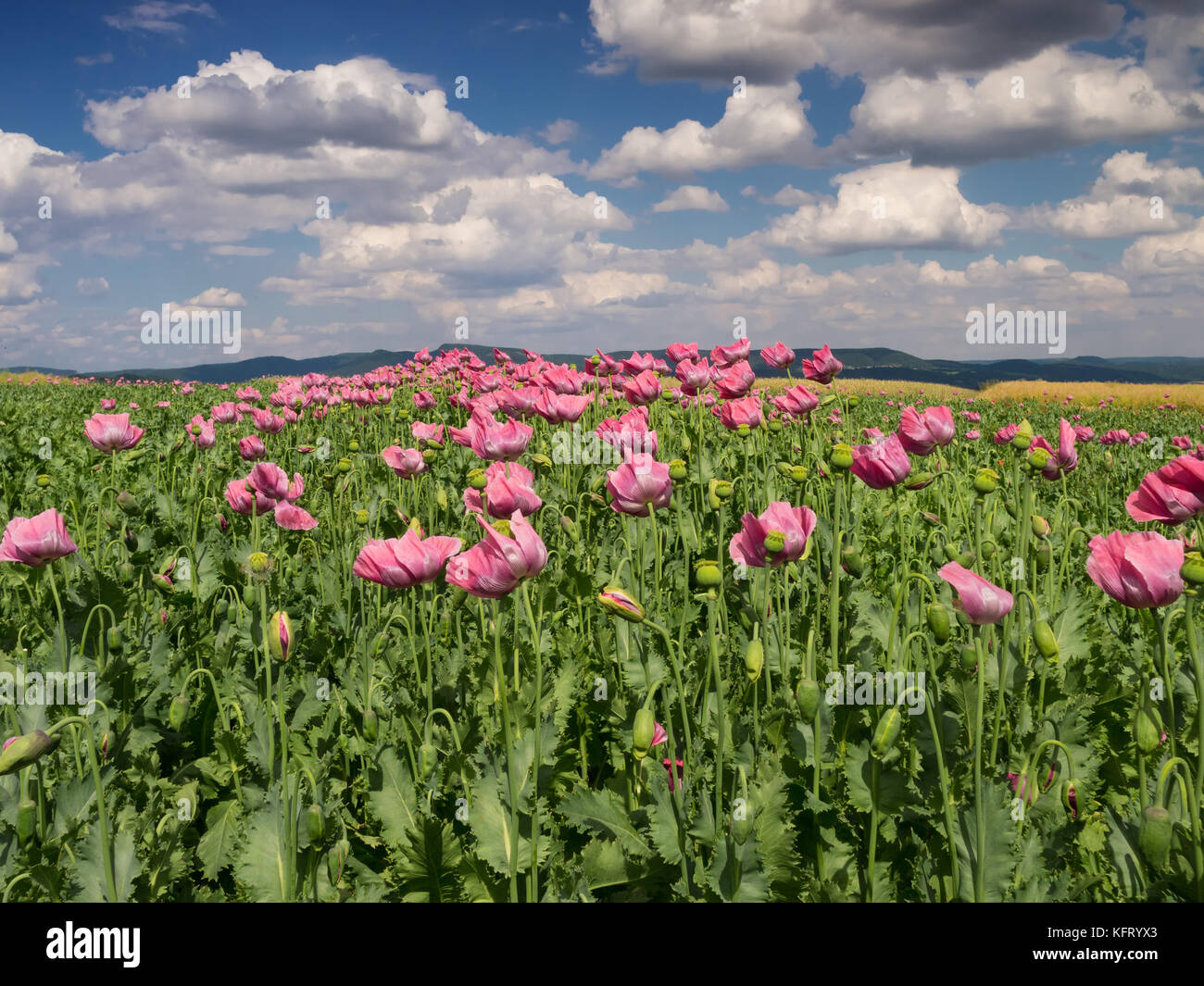Opium poppy in full bloom hi-res stock photography and images - Alamy