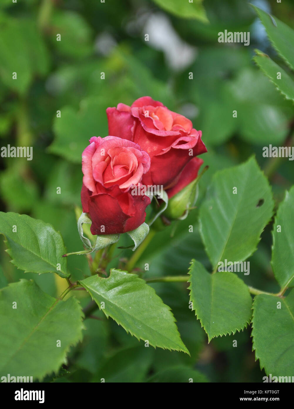 Rambler rose orange hi-res stock photography and images - Alamy