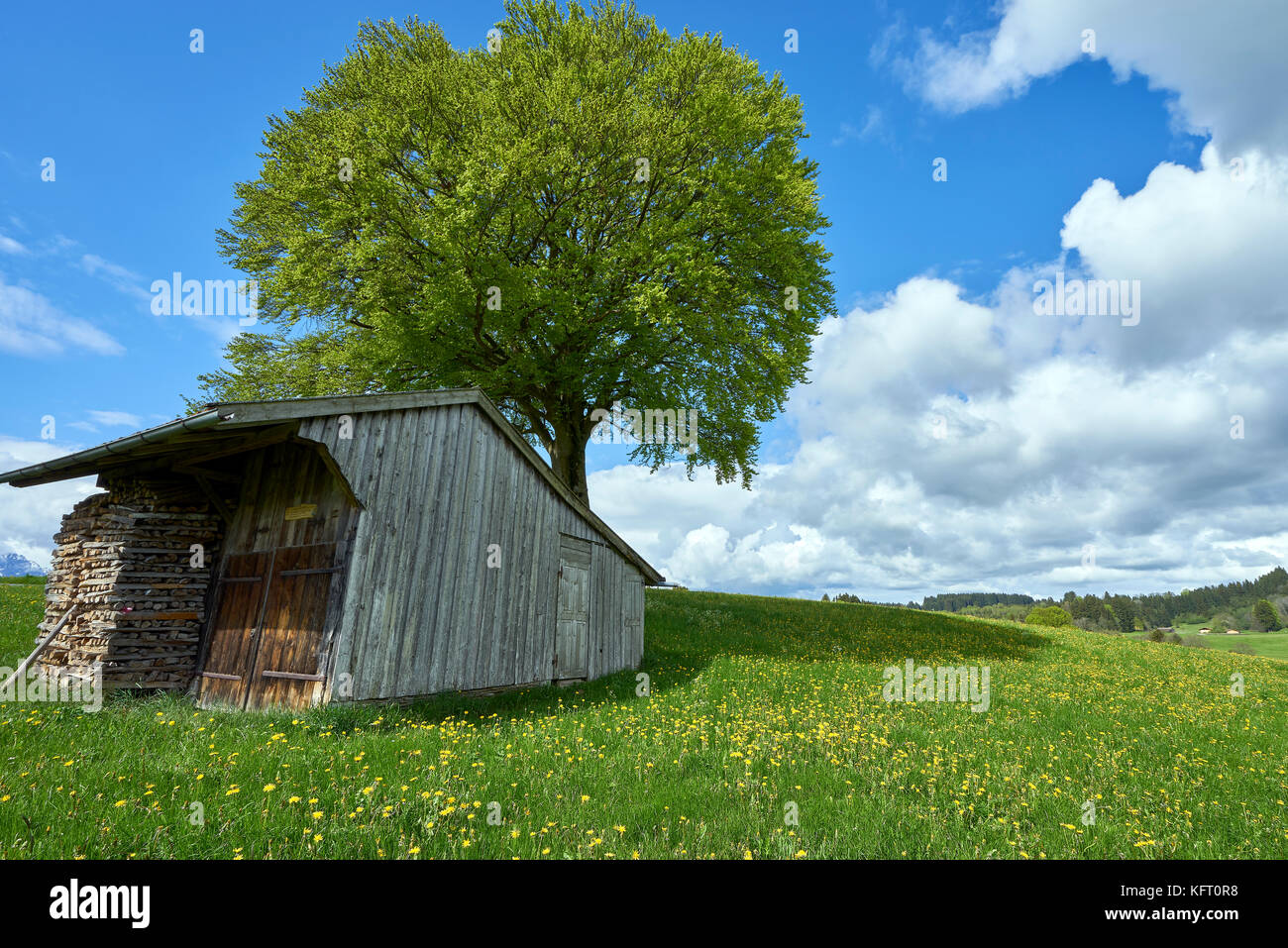 a small wood shed and a stack of firewood in the middle of green pastures in the Bavarian countryside Stock Photo
