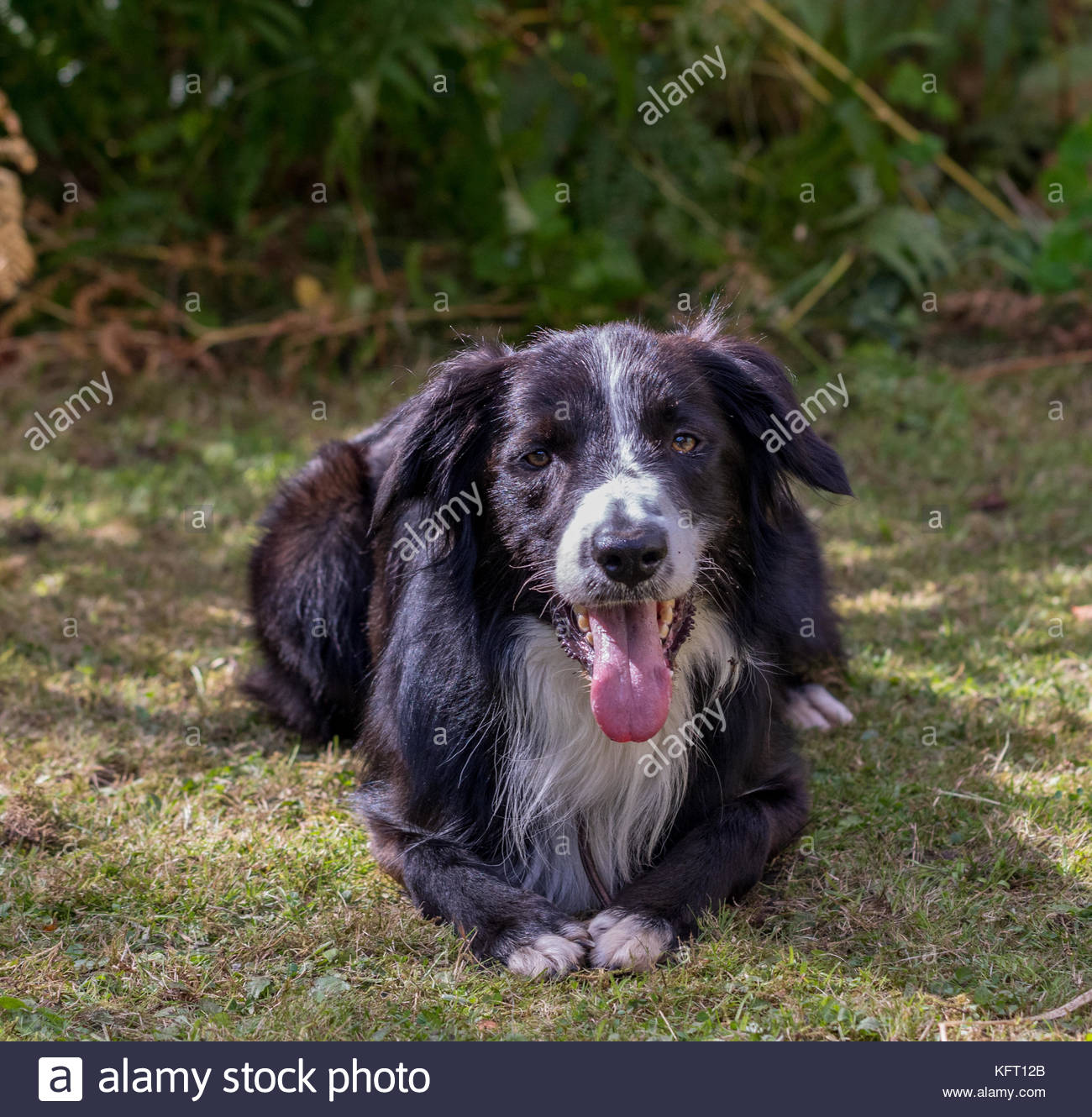 blue merle welsh collie