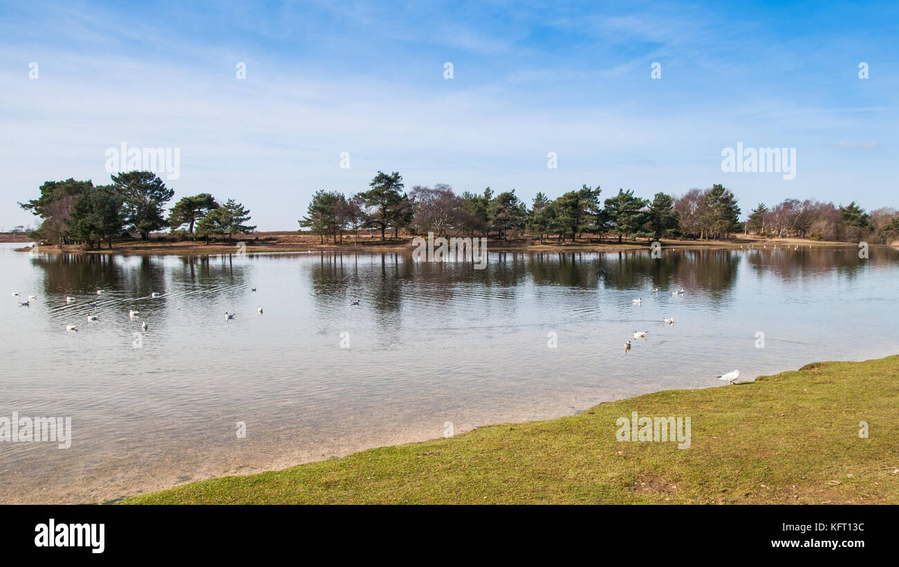 A shot of Hatchet Pond in the New Forest, Hampshire, UK. Stock Photo