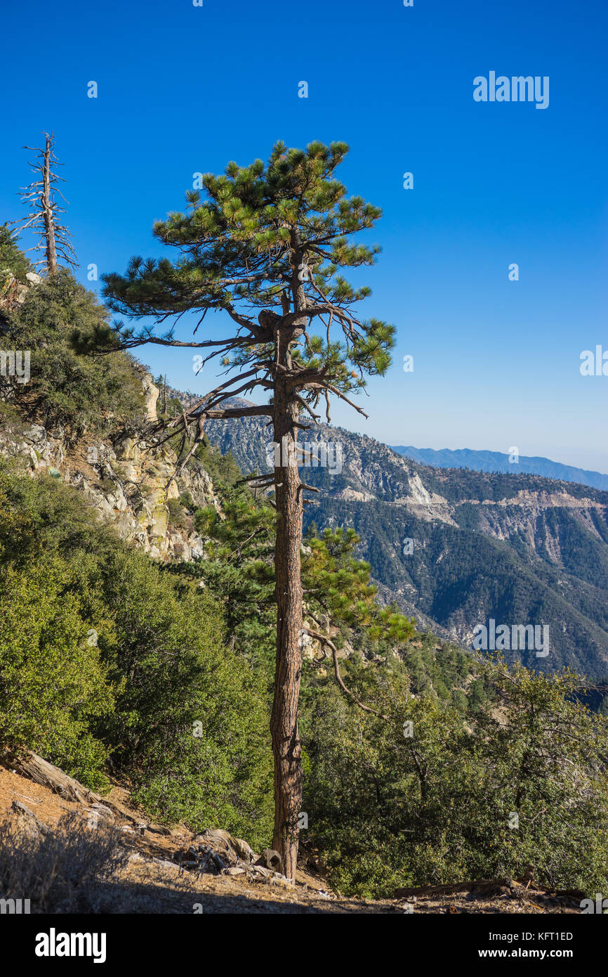 Tall remains of a pine tree stands alongside the cliff edge of the ...