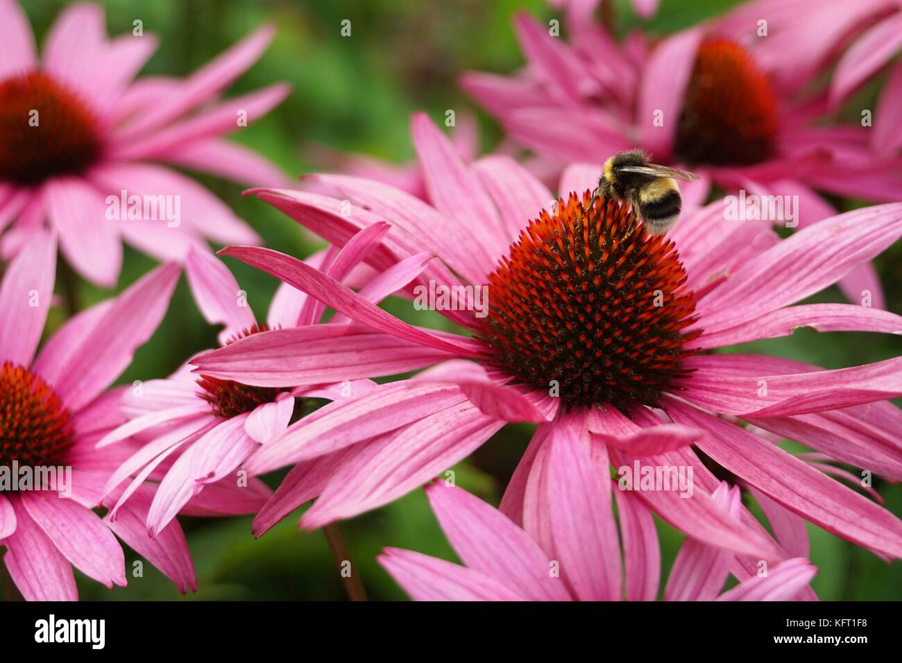 Bee on Flower Close Up - Echinacea flower purple/red petals Stock Photo