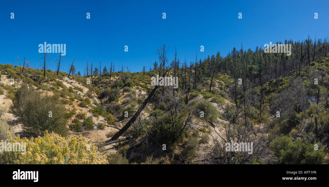 Fallen pine trees on the side of a mountain in the Angeles National