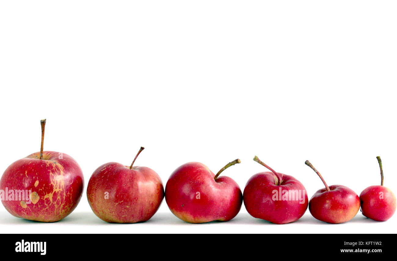 Several organic apples , big to small, on white background Stock Photo ...