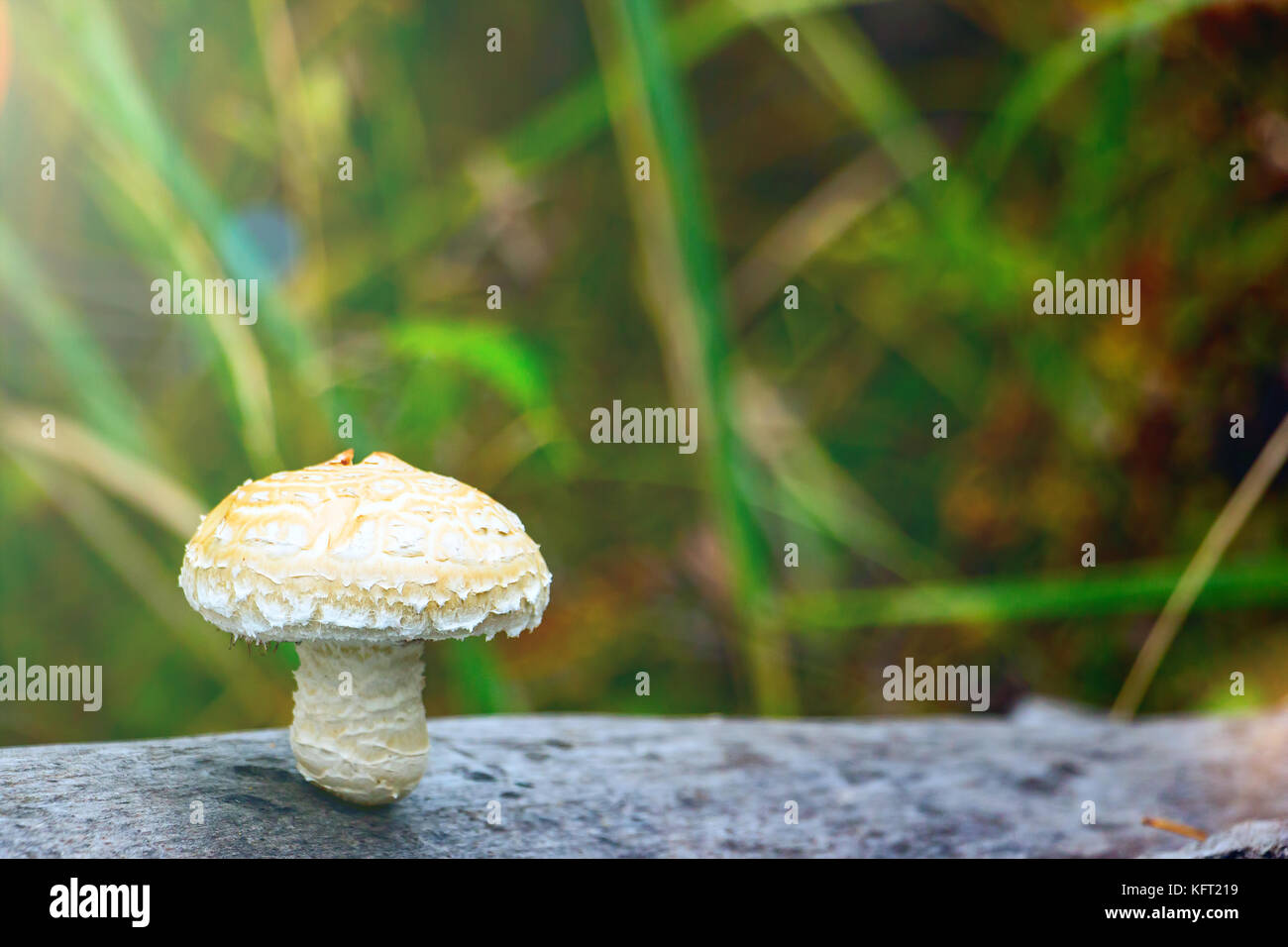 Mushroom in sunlight Stock Photo - Alamy