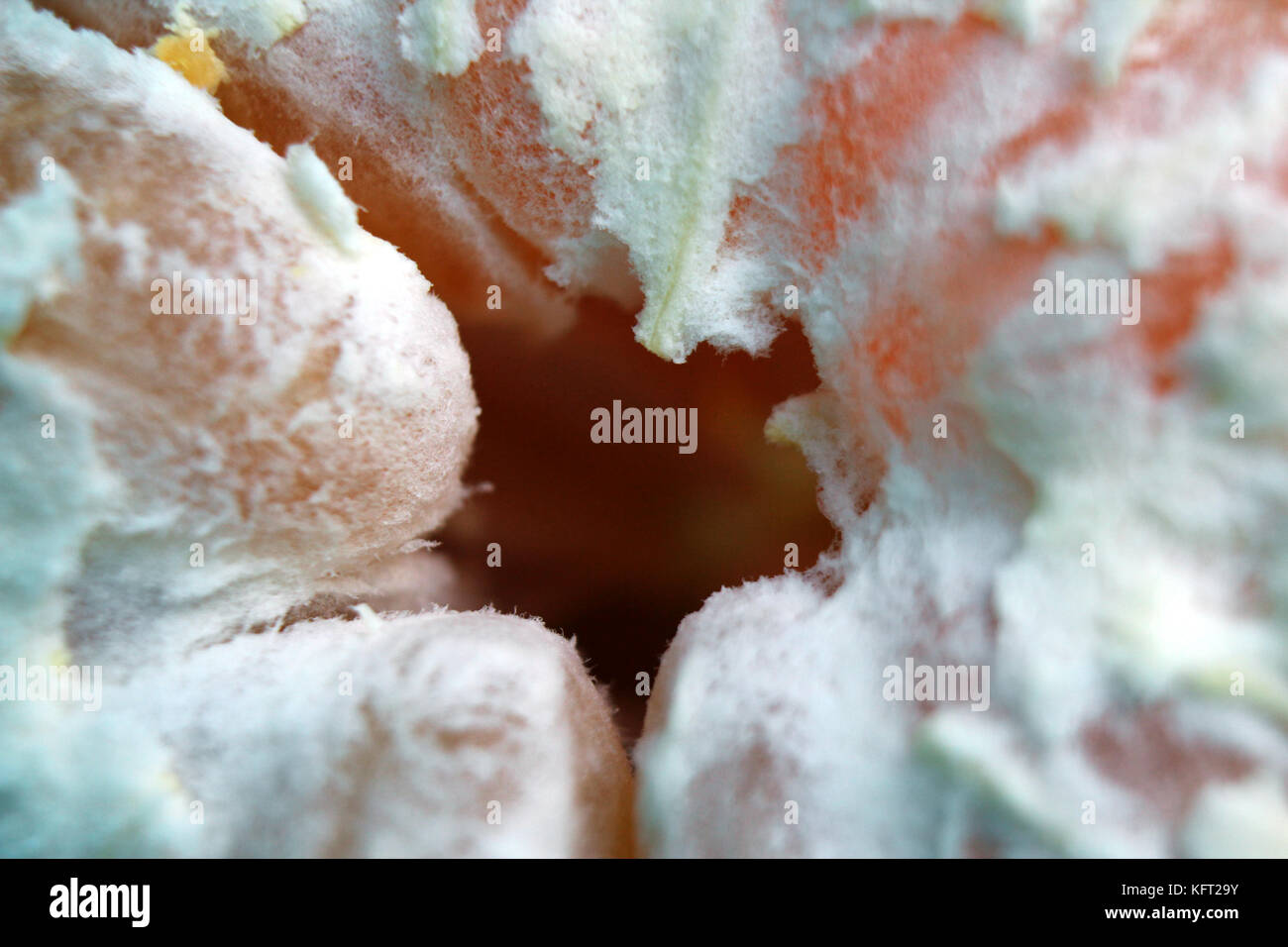 Orange peeled citric mandarin pulp close-up Stock Photo