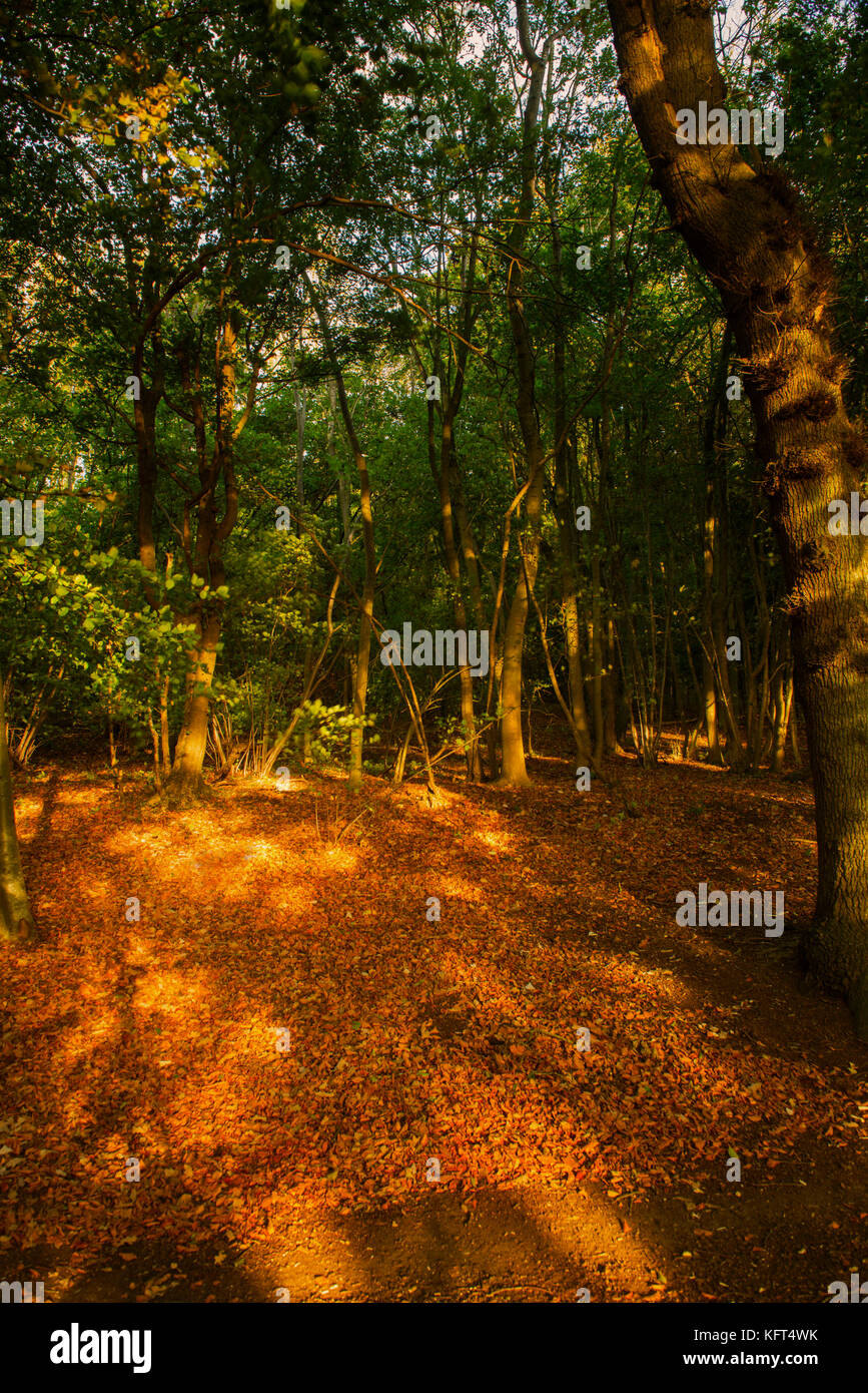 Autumn colours in the landscape Stock Photo - Alamy