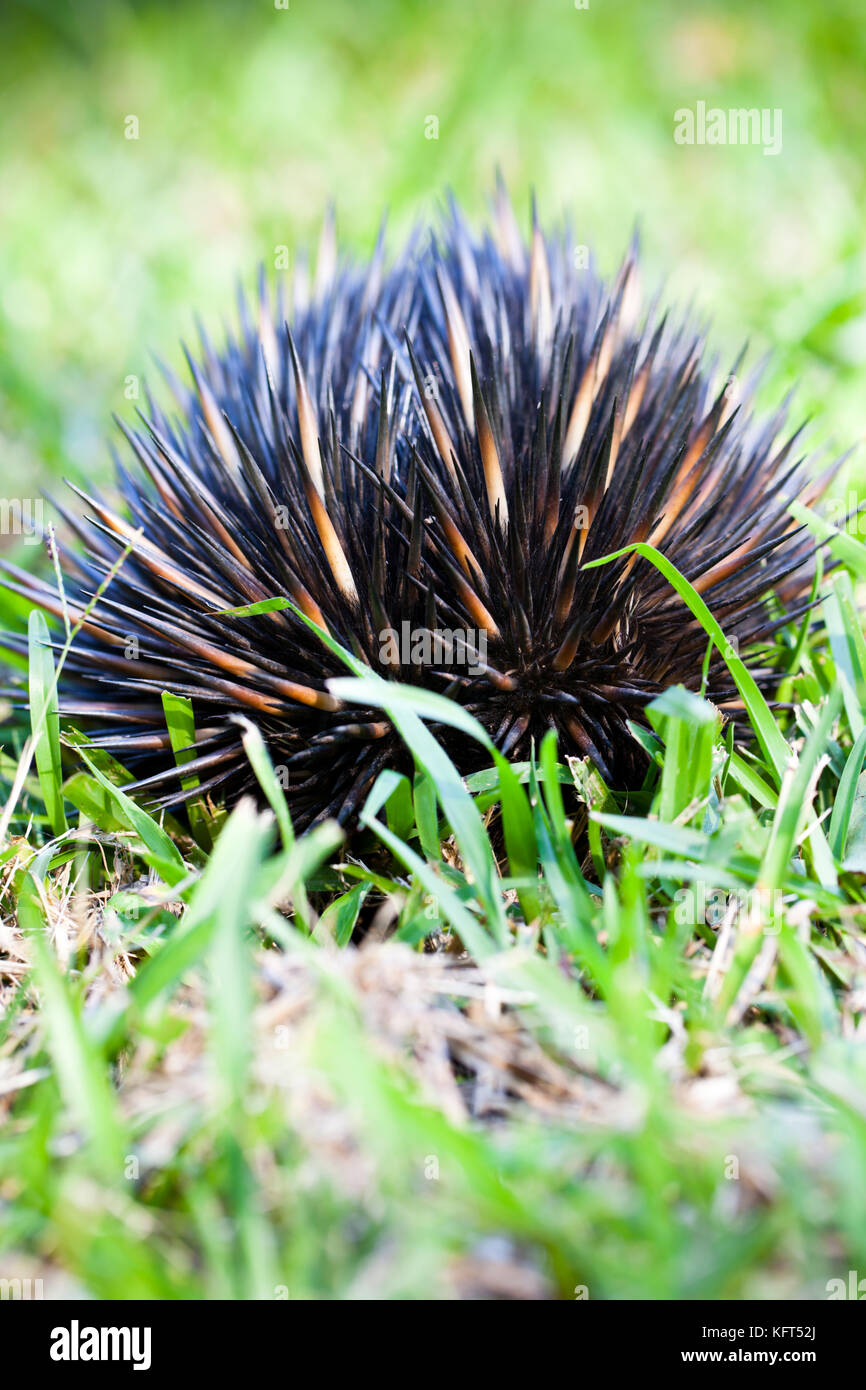 Short-beaked Echidna (Tachyglossus aculeatus). Juvenile displaying typical dug-in defensive posture in lawn. Hopkins Creek. New South Wales. Australia Stock Photo