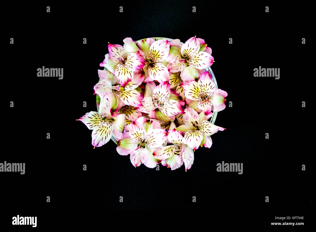bowl of  colorful alstromeria flowers isolated on black viewed from above Stock Photo