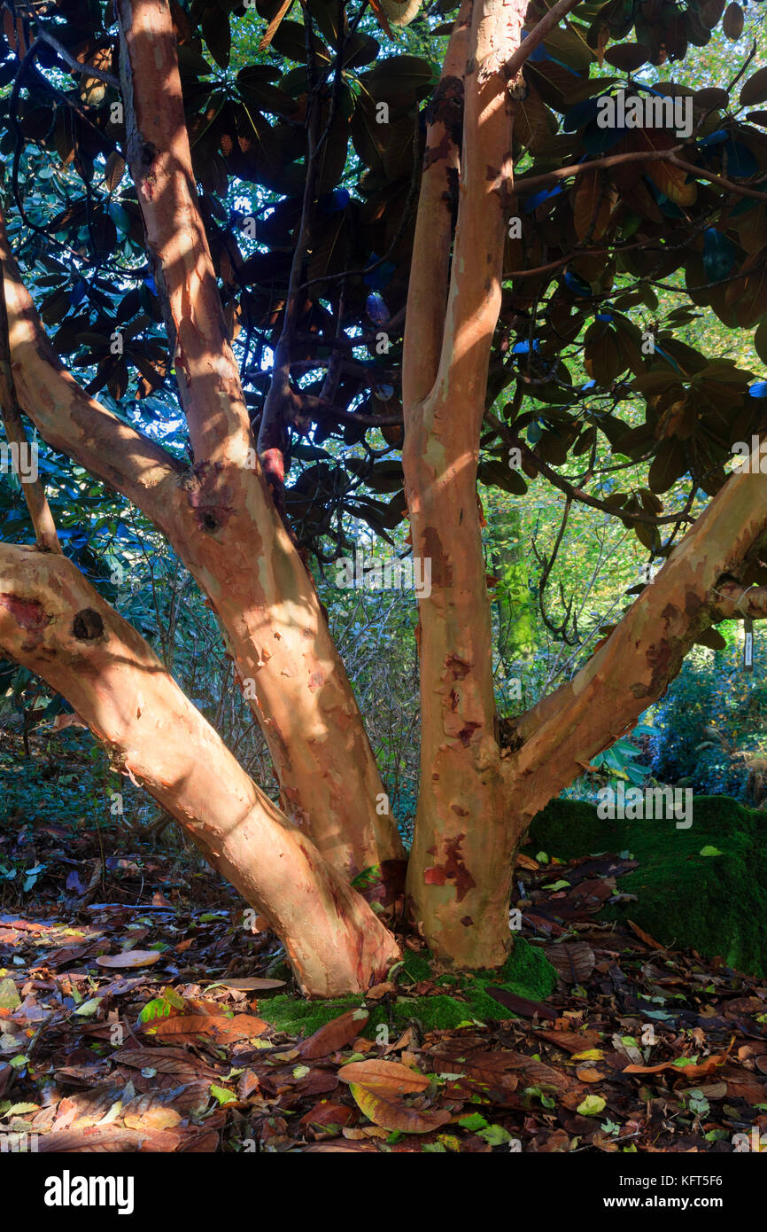 Multiple stems with pale red, peeling bark of the large leaved evergreen tree, Rhododendron falconeri Stock Photo