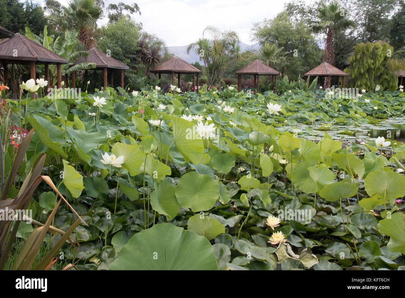 Taken in Blue Lotus Water Garden Stock Photo Alamy