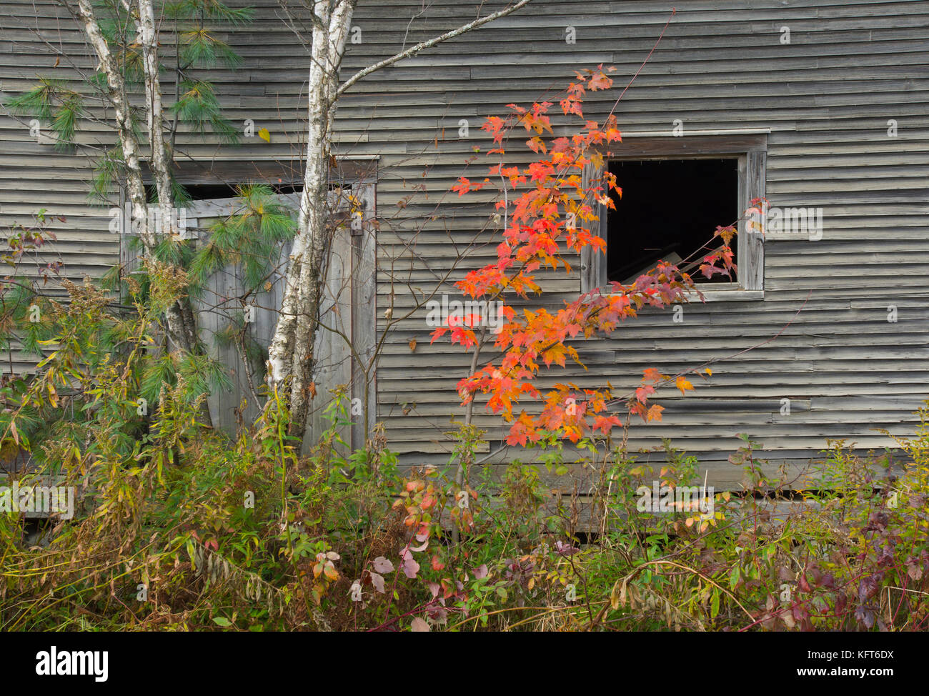 The overgrown side of an old barn (1800's) on a farm in rural Moretown