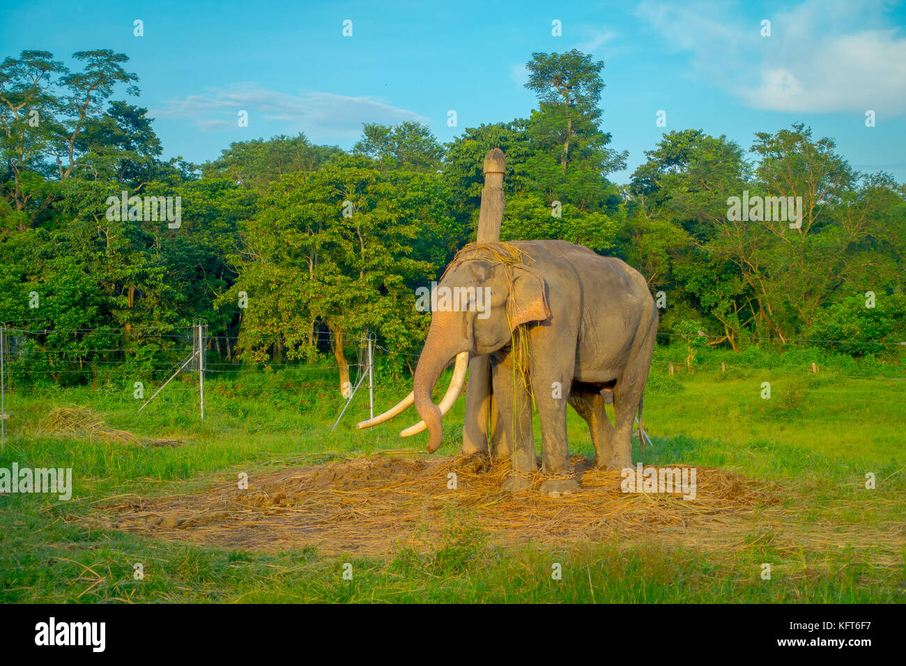 Beautiful sad elephant chained in a wooden pillar at outdoors, in Chitwan National Park, Nepal, sad paquiderm in a nature background, animal cruelty concept Stock Photo