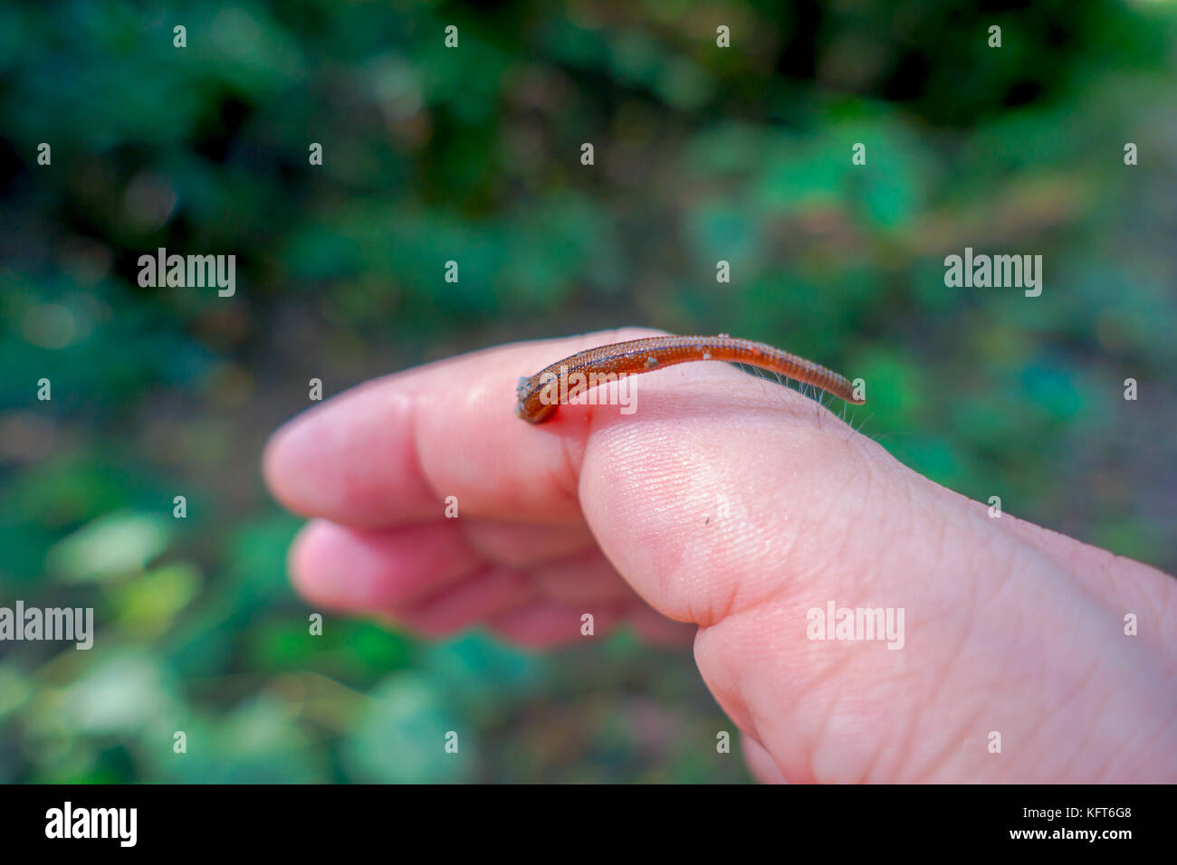 Fishing bait leeches hi-res stock photography and images - Alamy